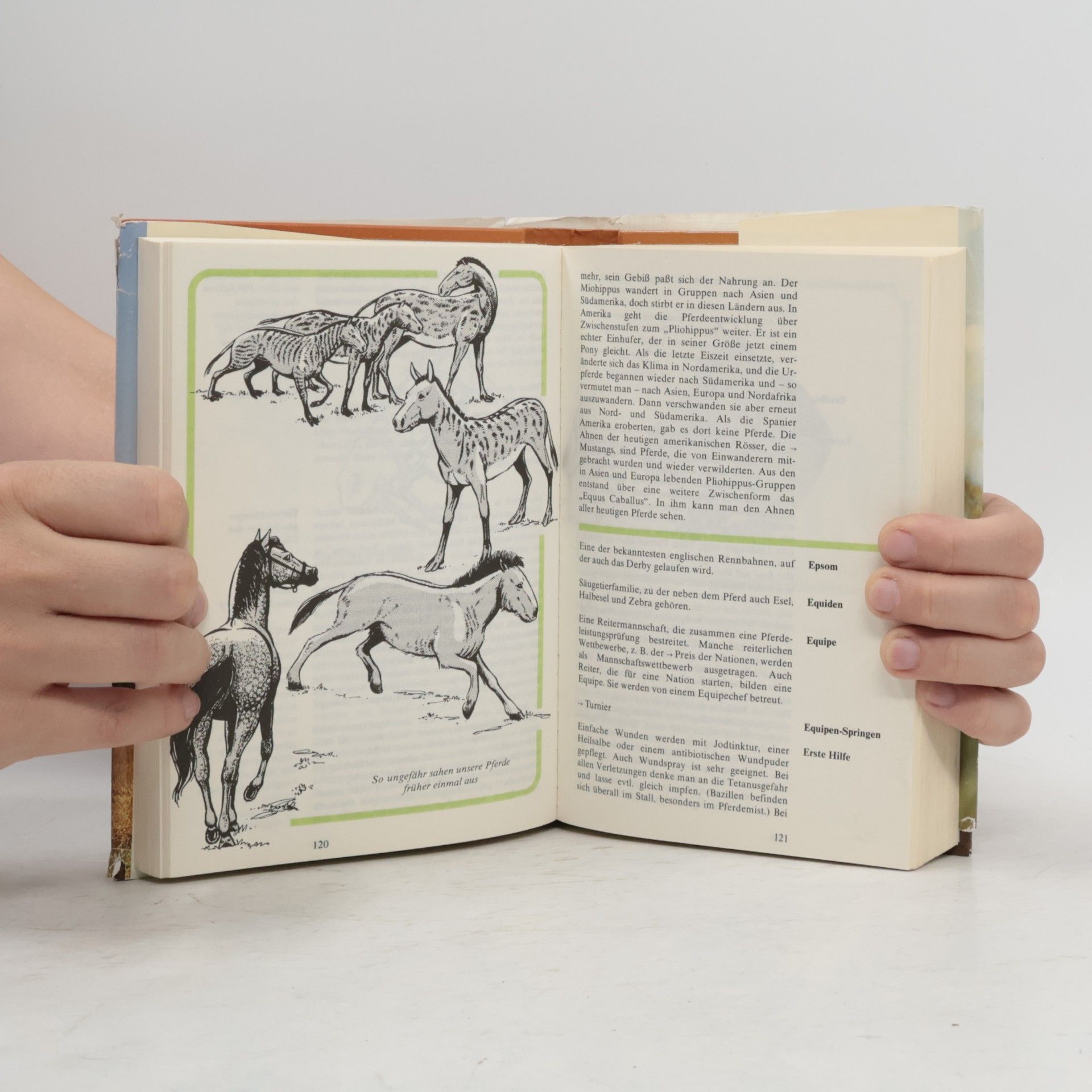 Sibylle Schleussner Reiten A-Z