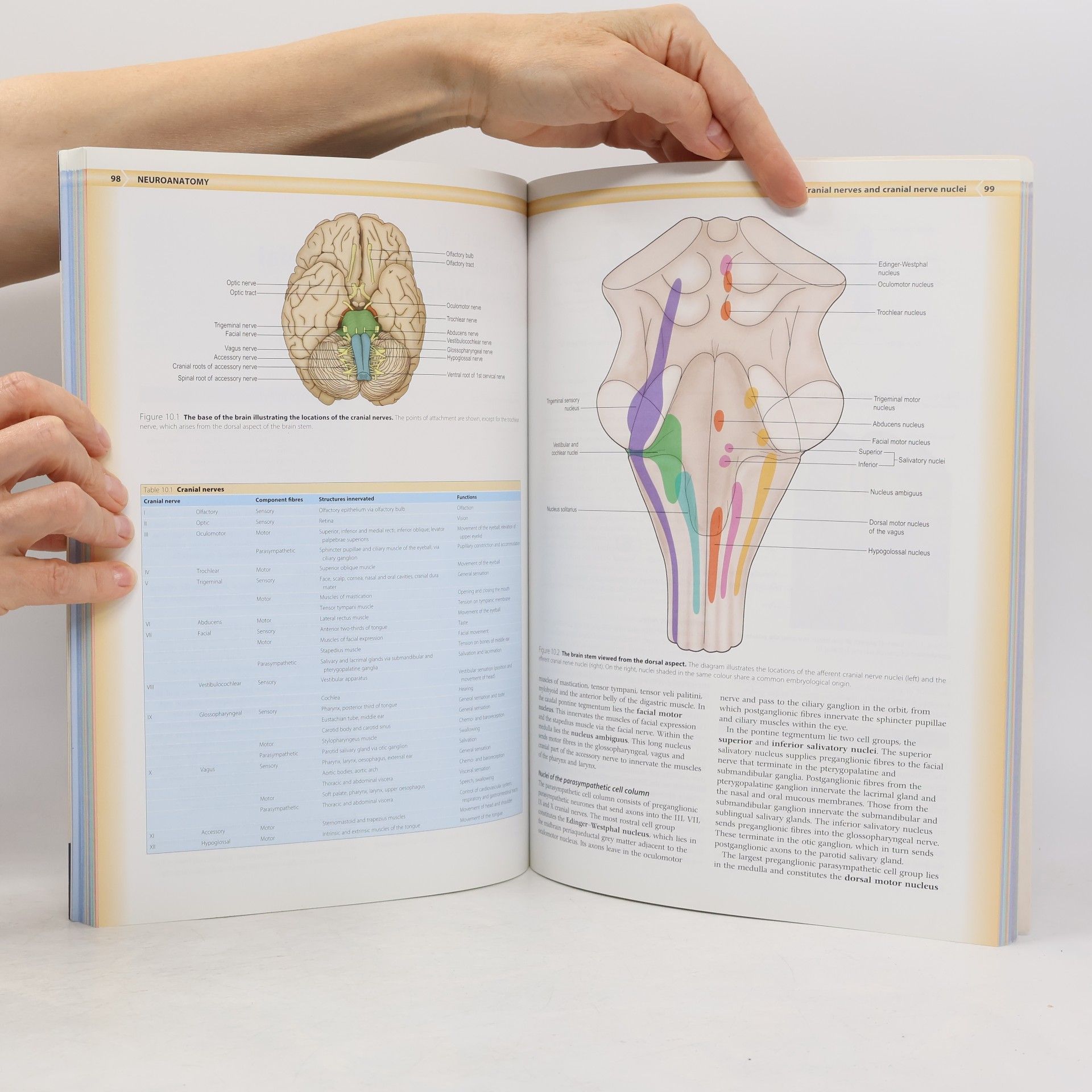 A. R. Crossman Neuroanatomy : an illustrated colour text