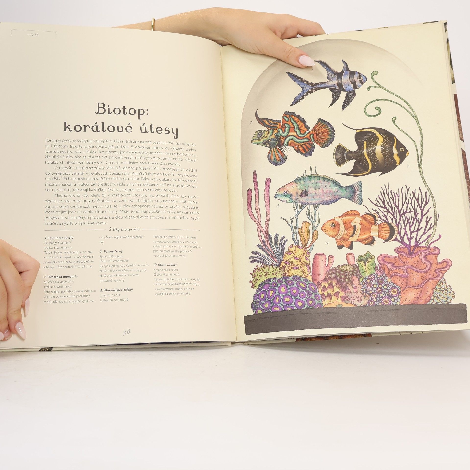 Katie Scott Animalium