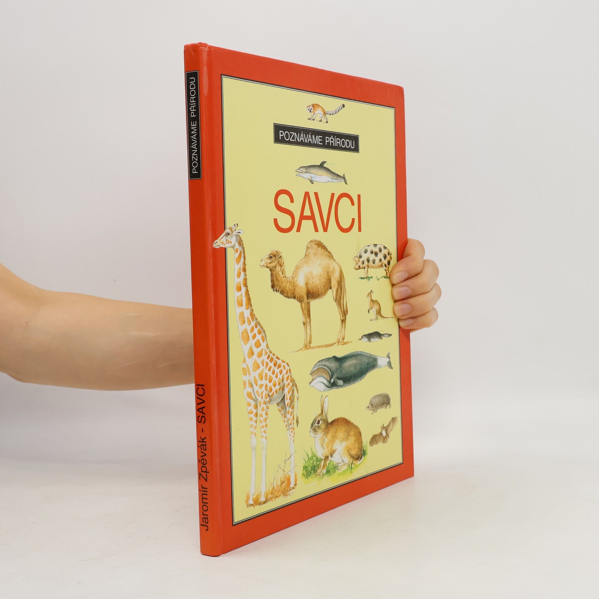Savci
