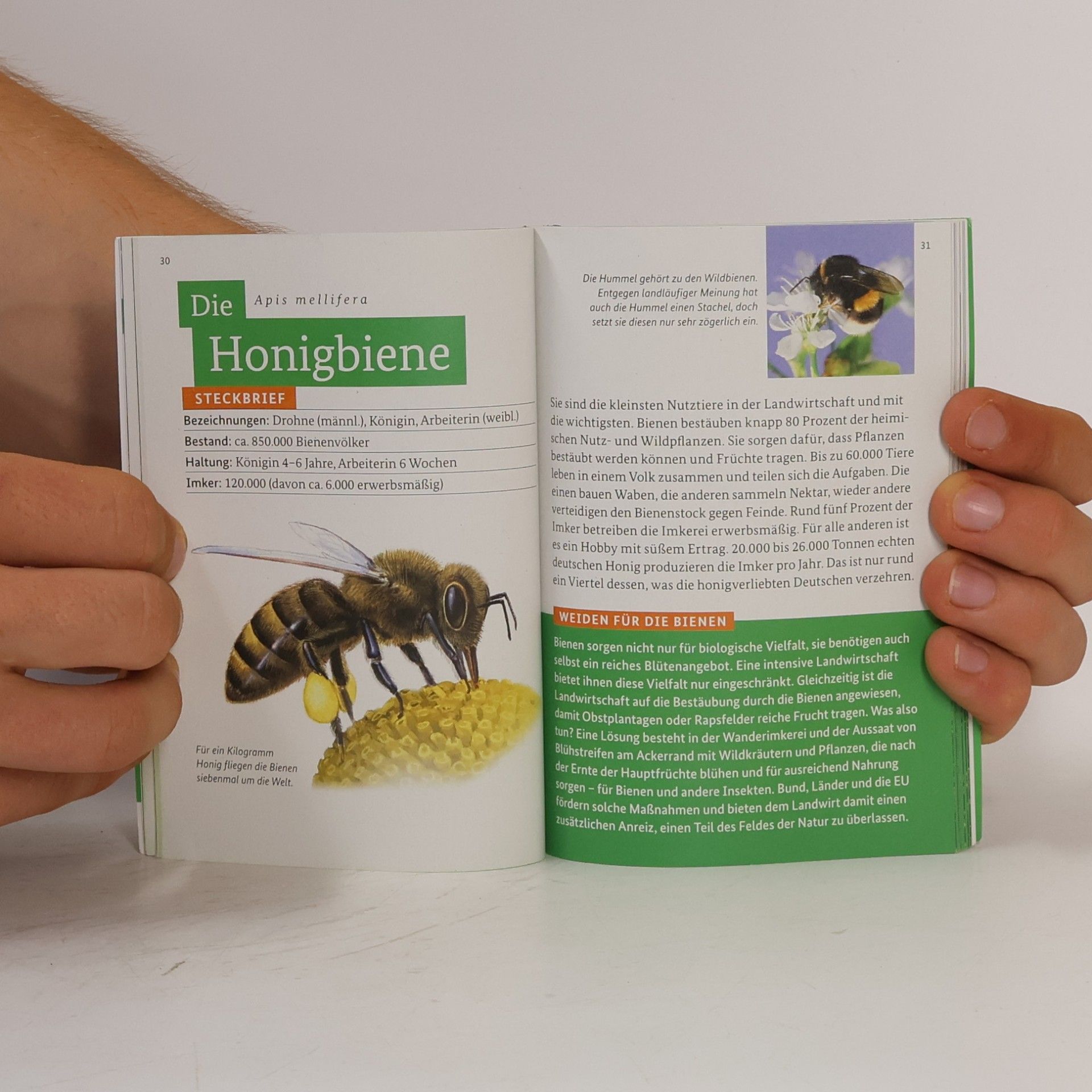 Various authors Entdecke den Wald. Die kleine Waldfibel