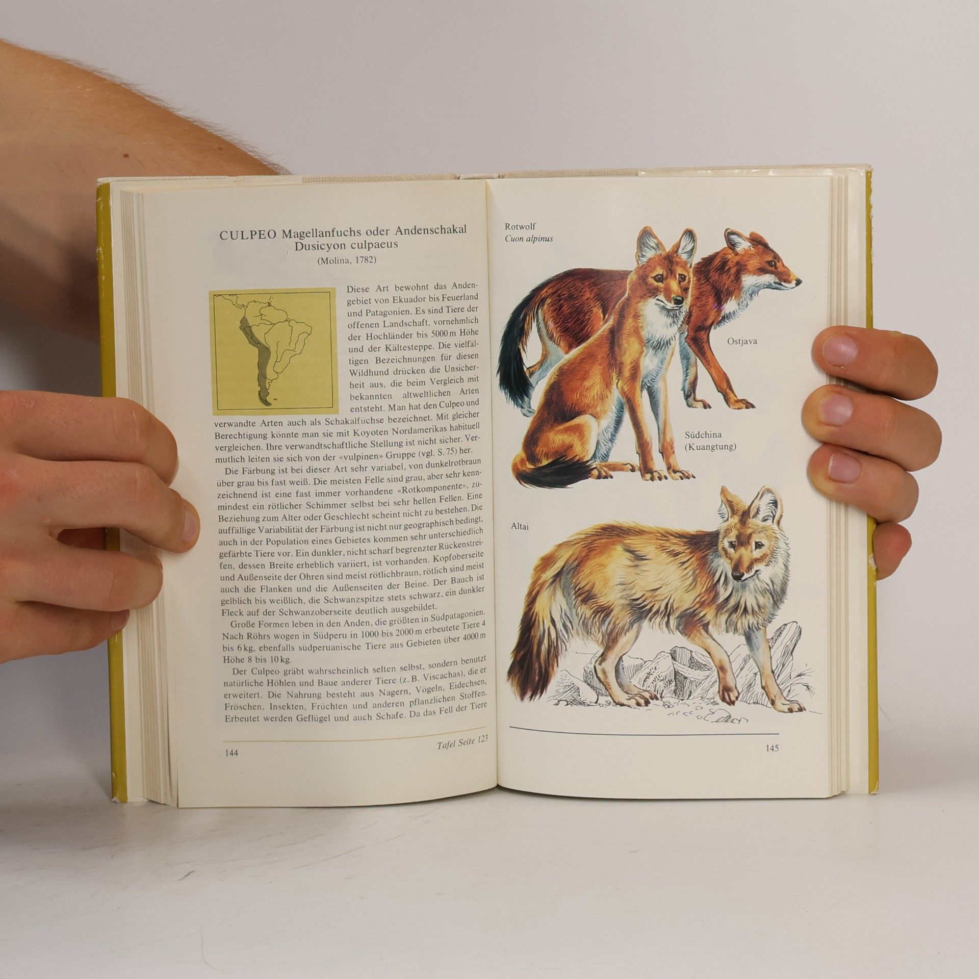 K. Senglaub Wildhunde Haushunde