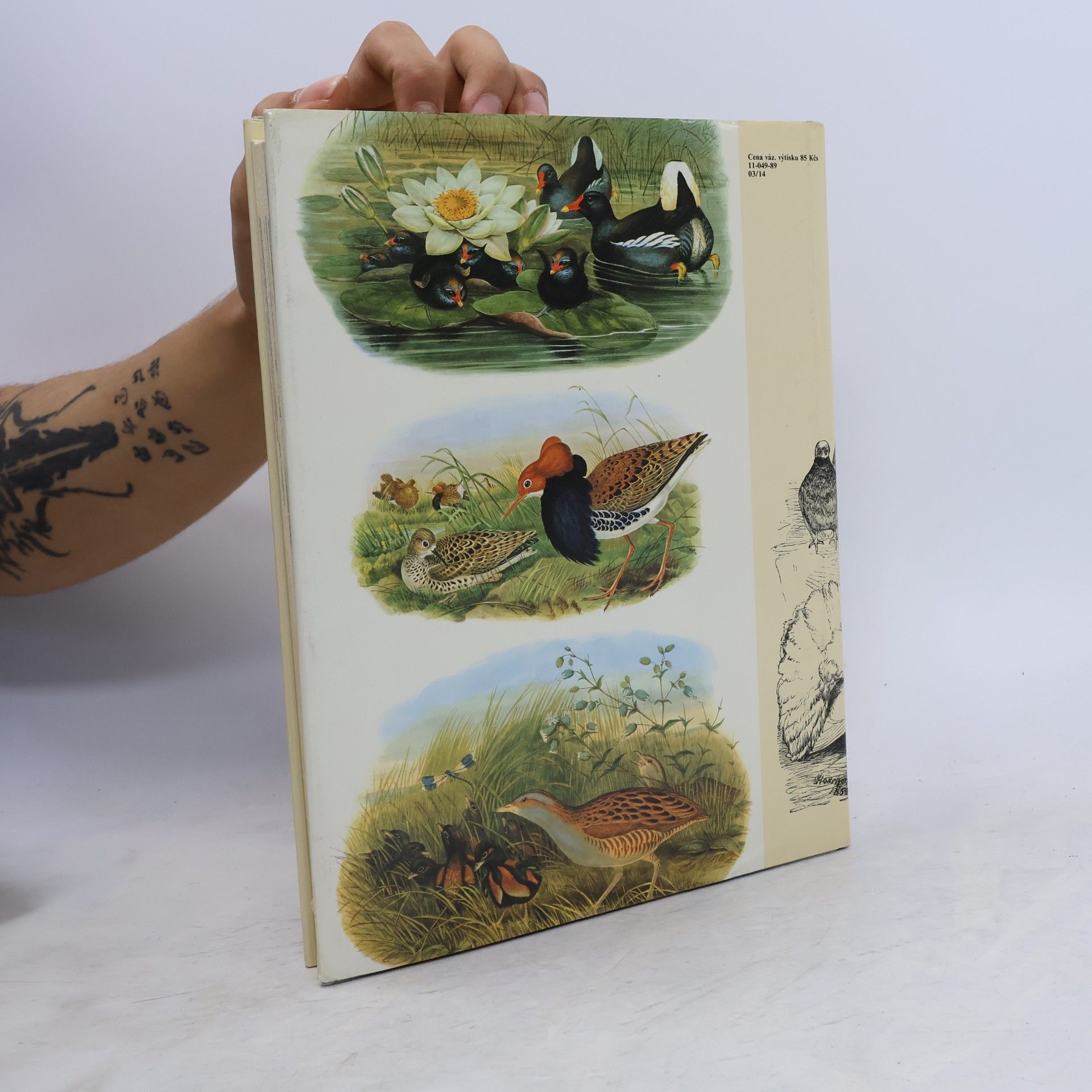 Charles Darwin Darwinův původ druhů v ilustracích
