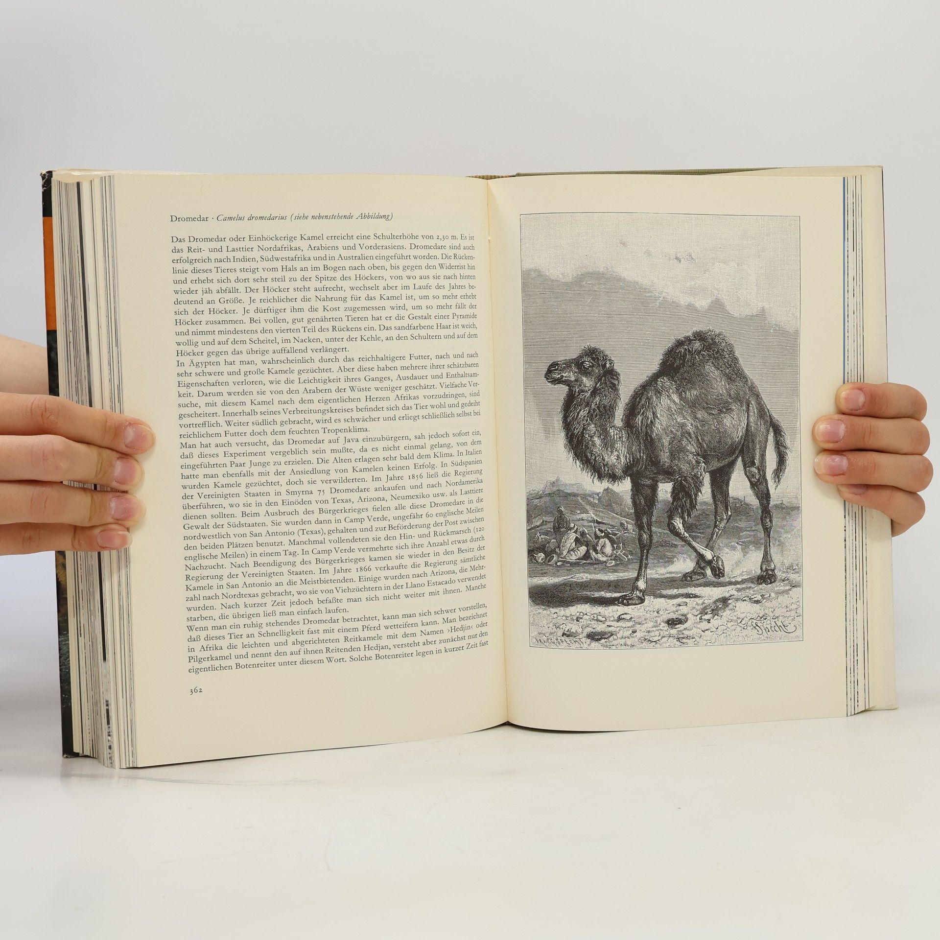 Autores varios Brehms Tierleben 1