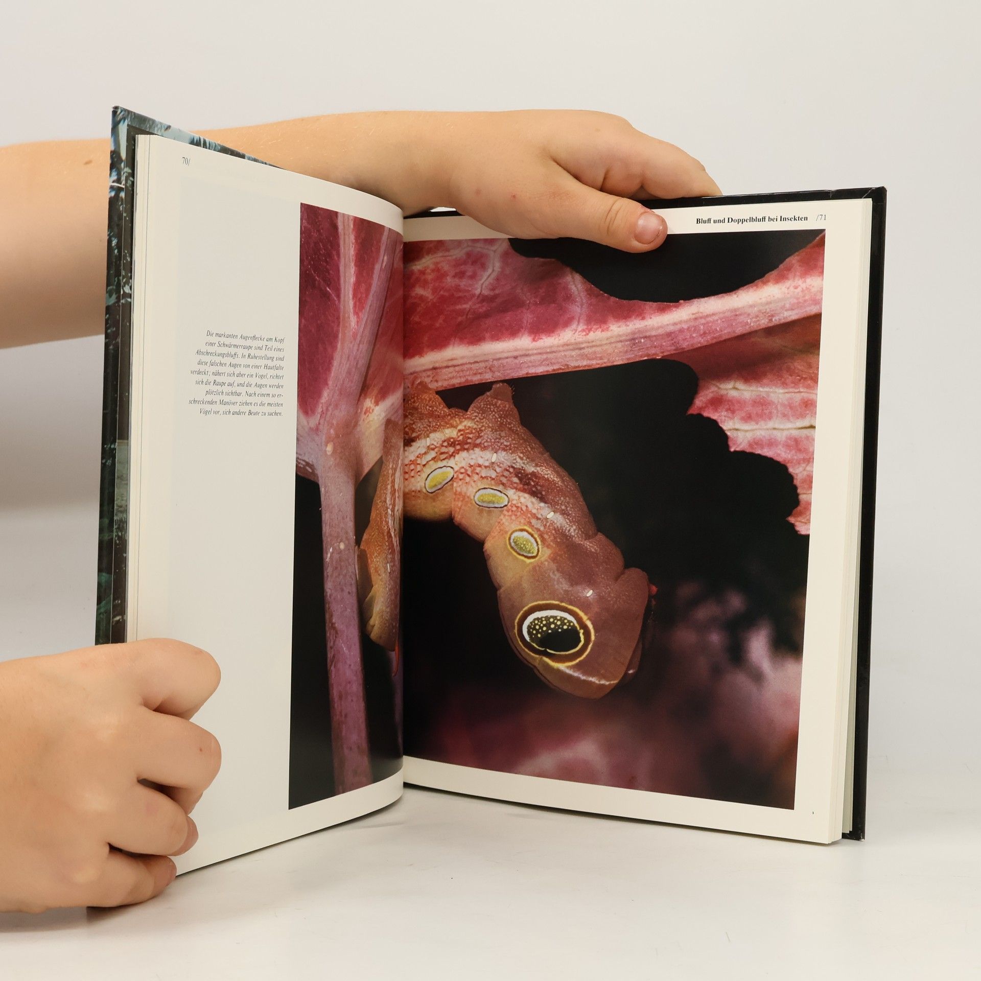 Autorenkollektiv Borneo. Die Wildnisse Der Welt Time-Life Bücher