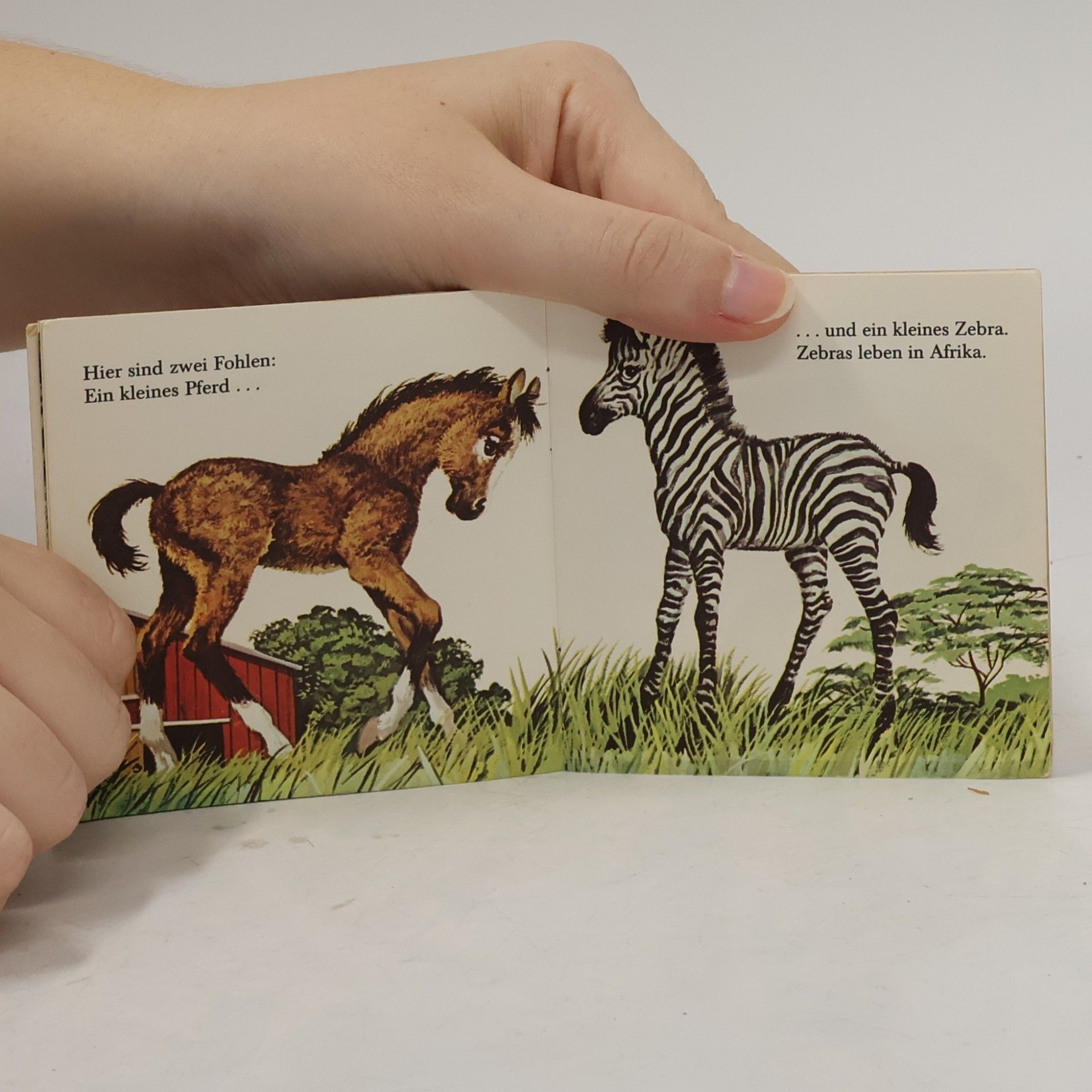 Autorenkollektiv Das kleine Tierkinder Buch