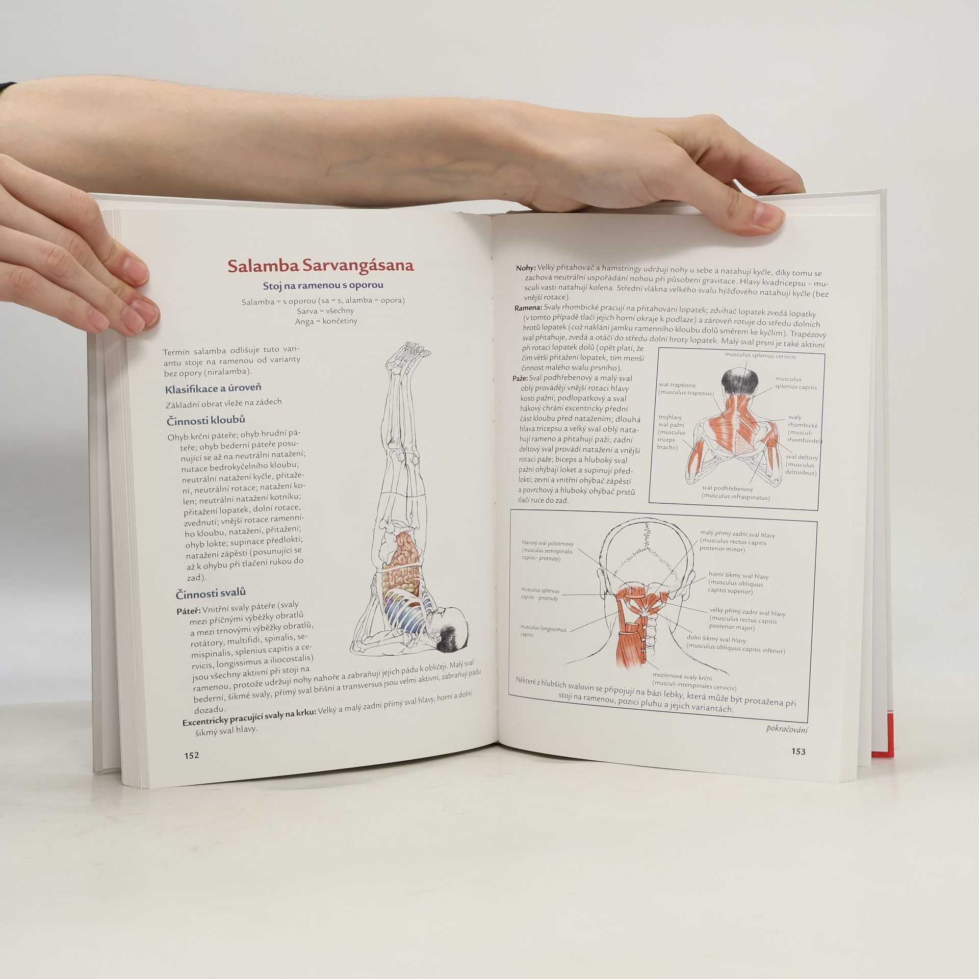 Leslie Kaminoff Jóga - anatomie