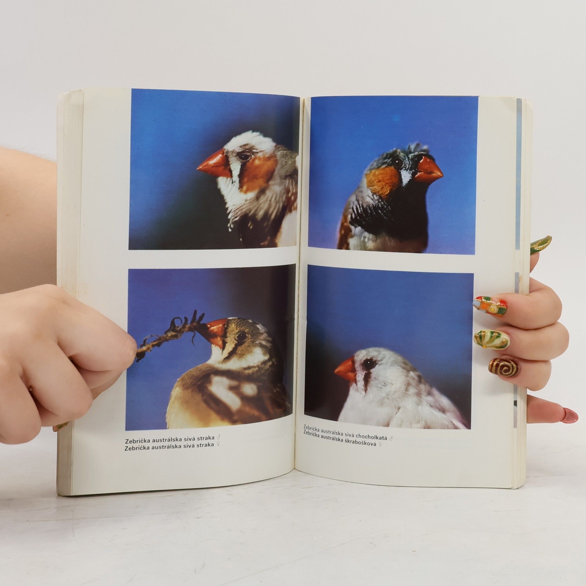 Autores varios Chováme zebričky, pestúnky a ryžovníky 15
