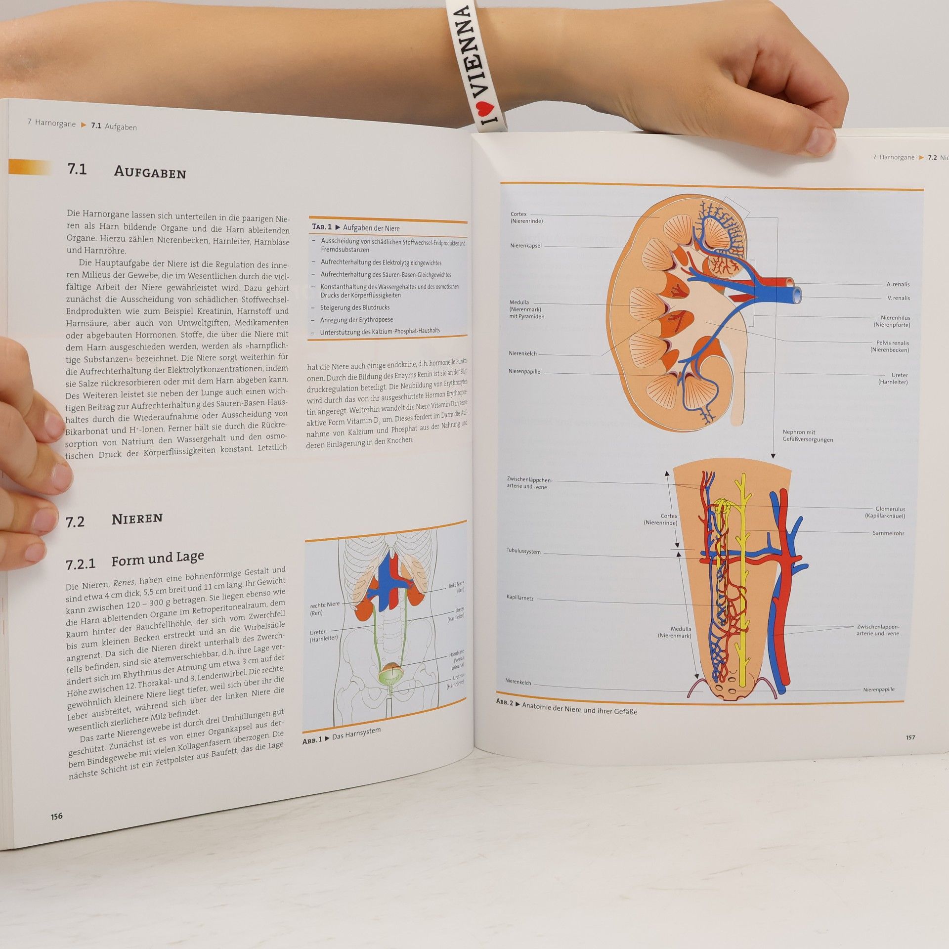 Autorenkollektiv Anatomie und Physiologie
