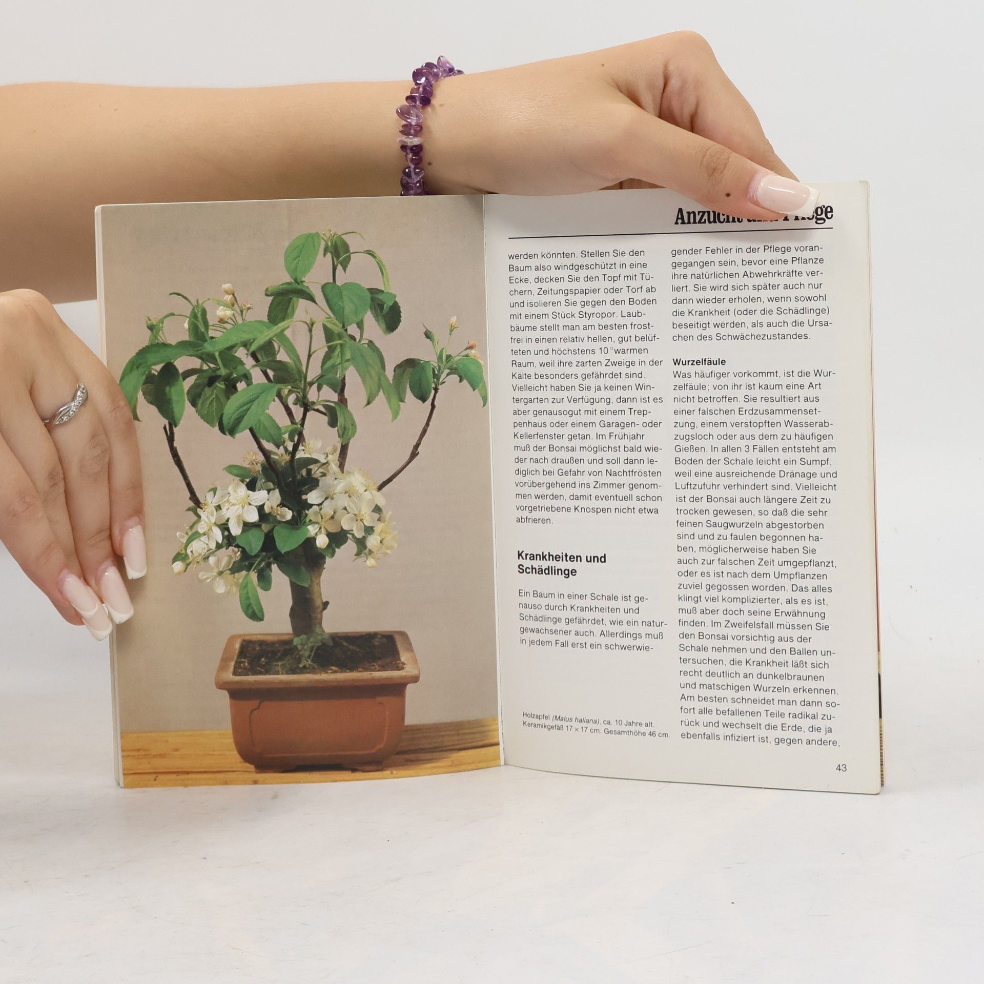 Horst Daute Bonsai