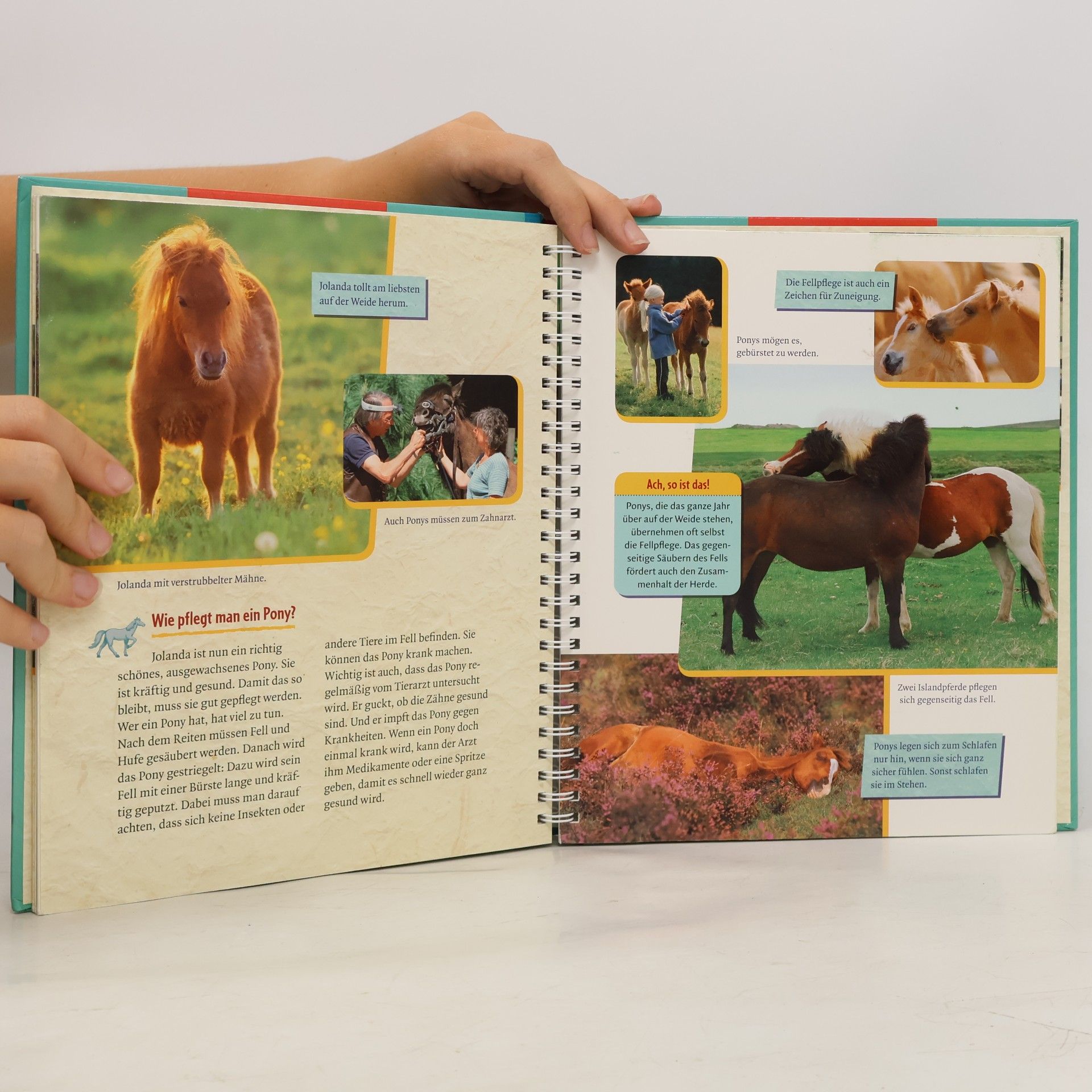 Sandra Grimm Das kleine Pony wird groß