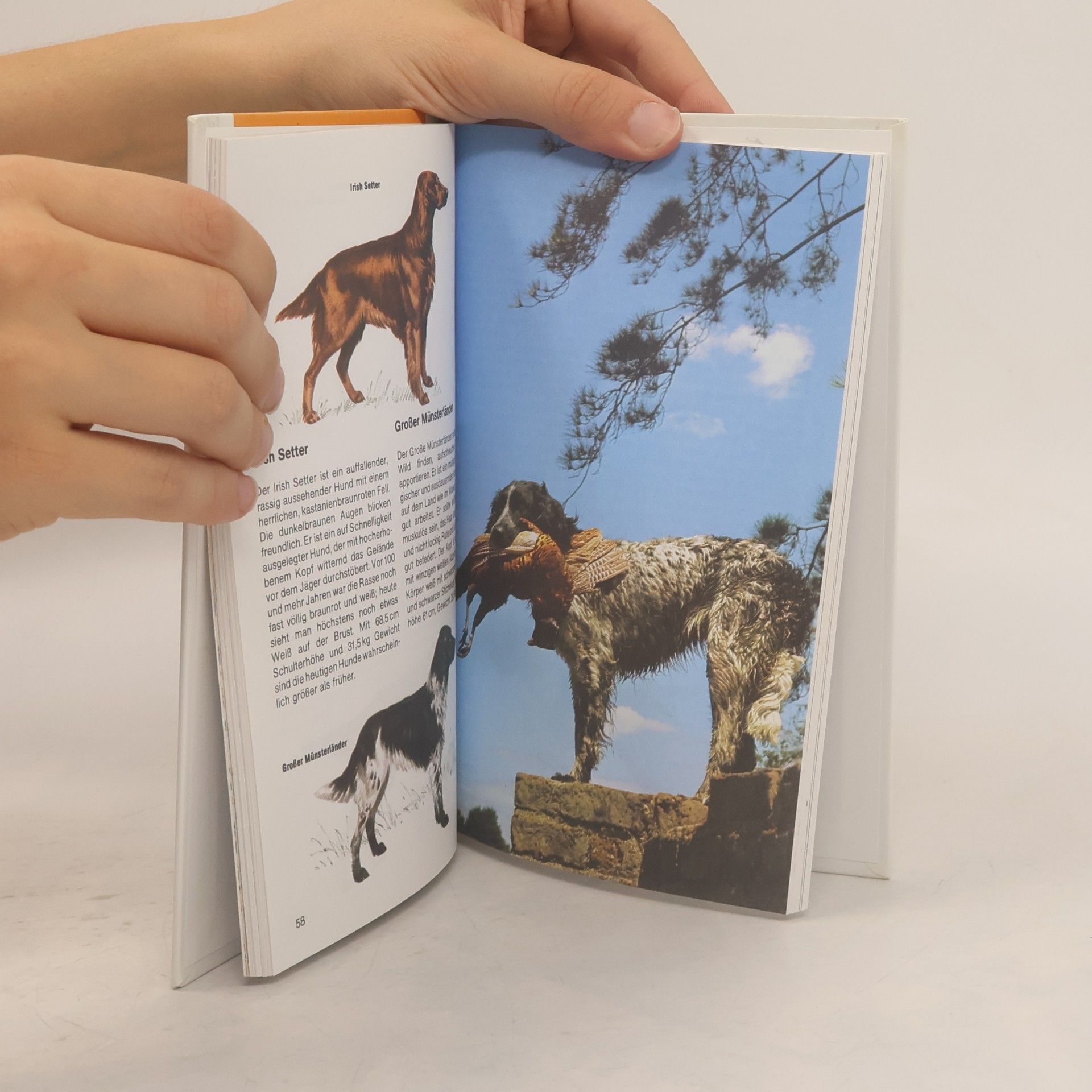 Auteurscollectief Hunde