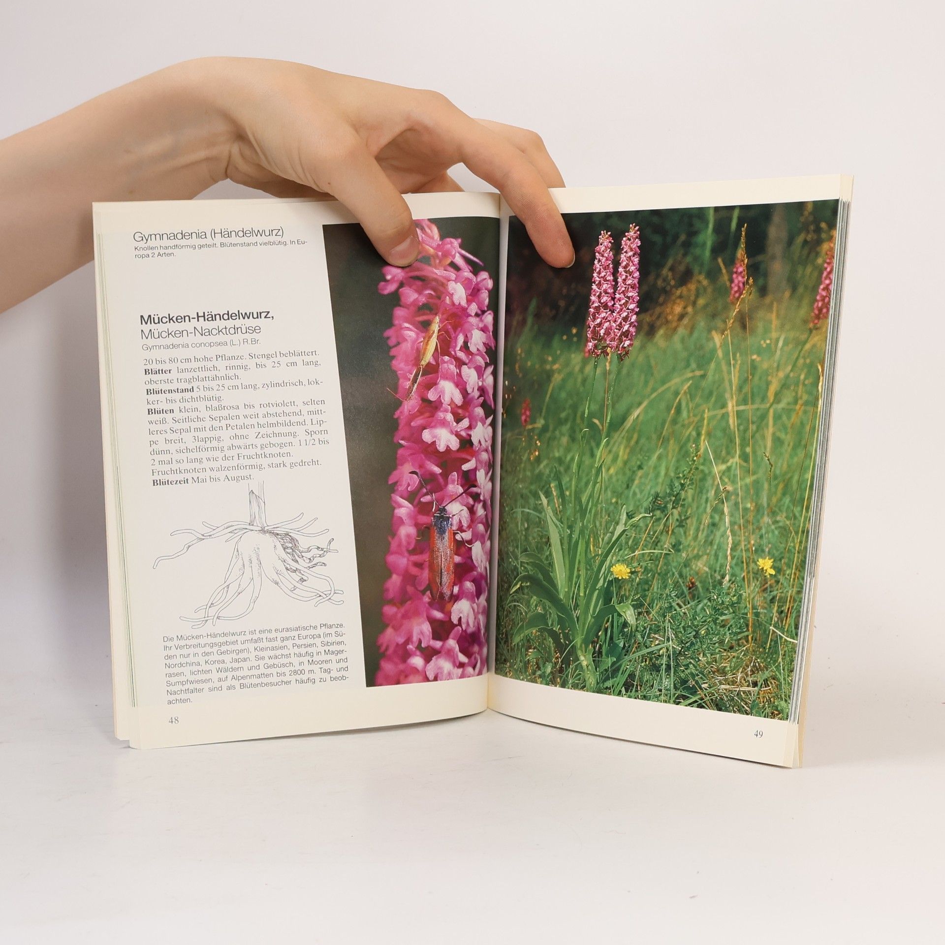 Richard Keller Unsere Orchideen