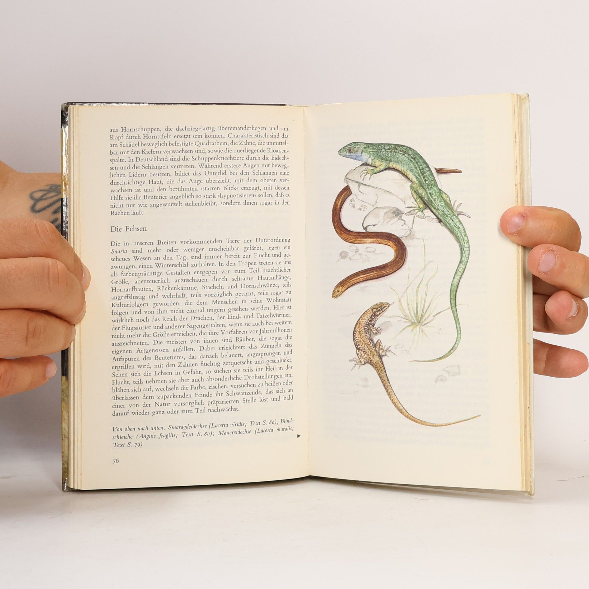 Helga Menzel Tettenborn Das bunte Terrarien-Buch