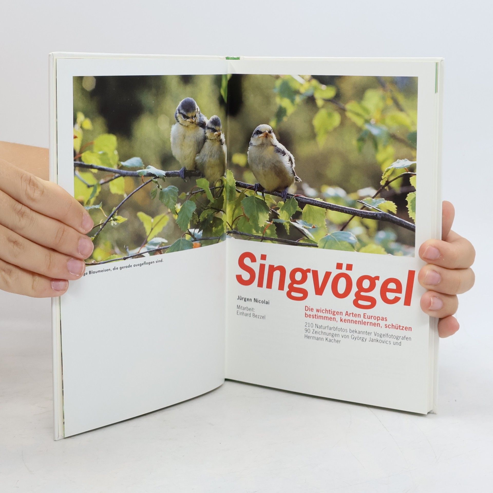Jürgen Nicolai Singvögel