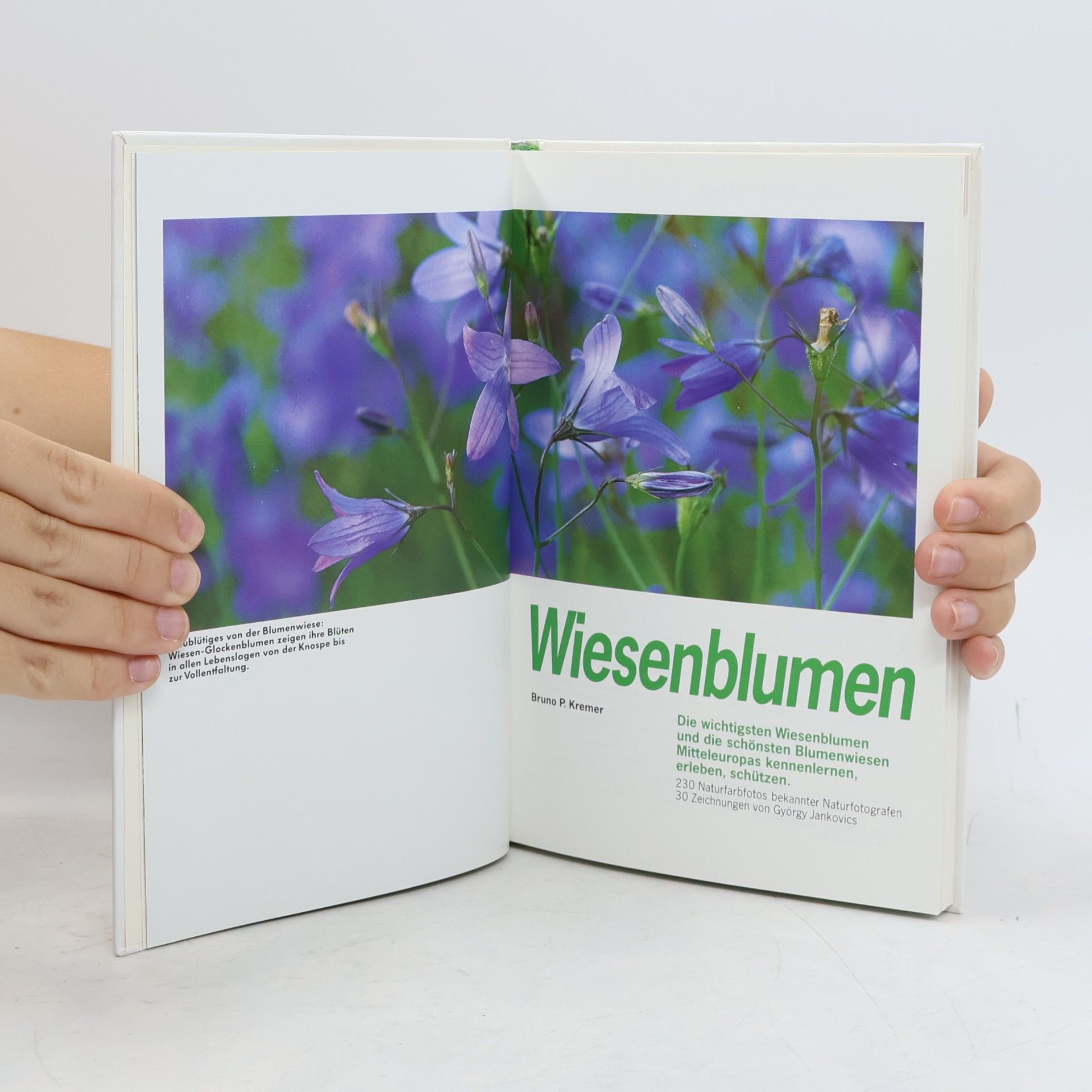 Bruno P. Kremer Wiesenblumen