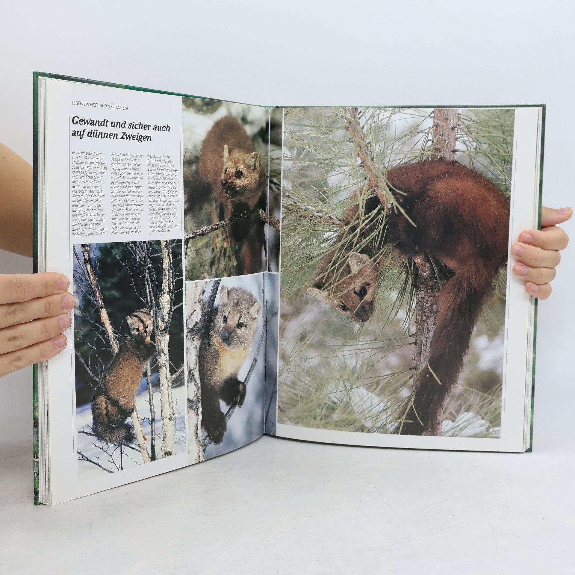 Autorenkollektiv Lebendige Wildnis : Tiere der Nadelwälder