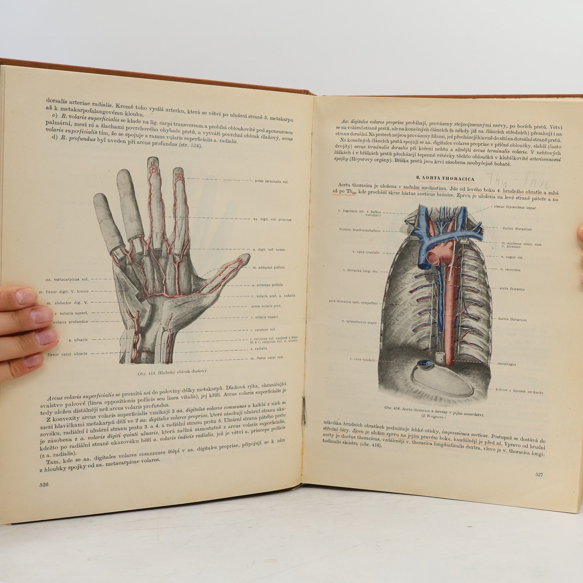 Collectif d'auteurs Soustavná anatomie člověka II.