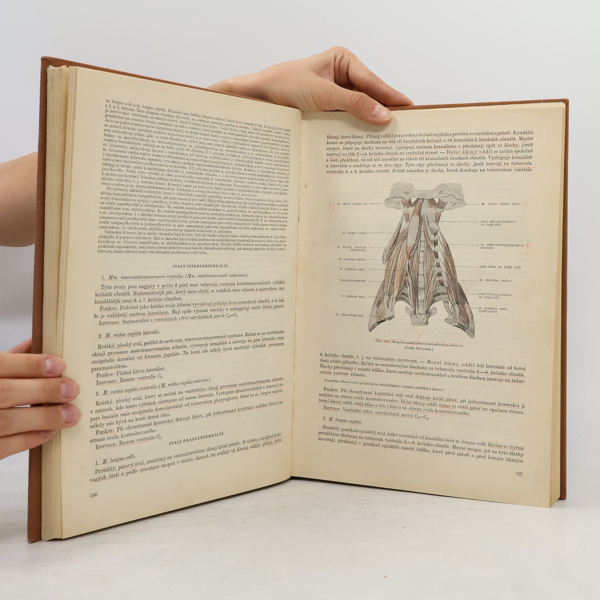 Various authors Soustavná anatomie člověka I.
