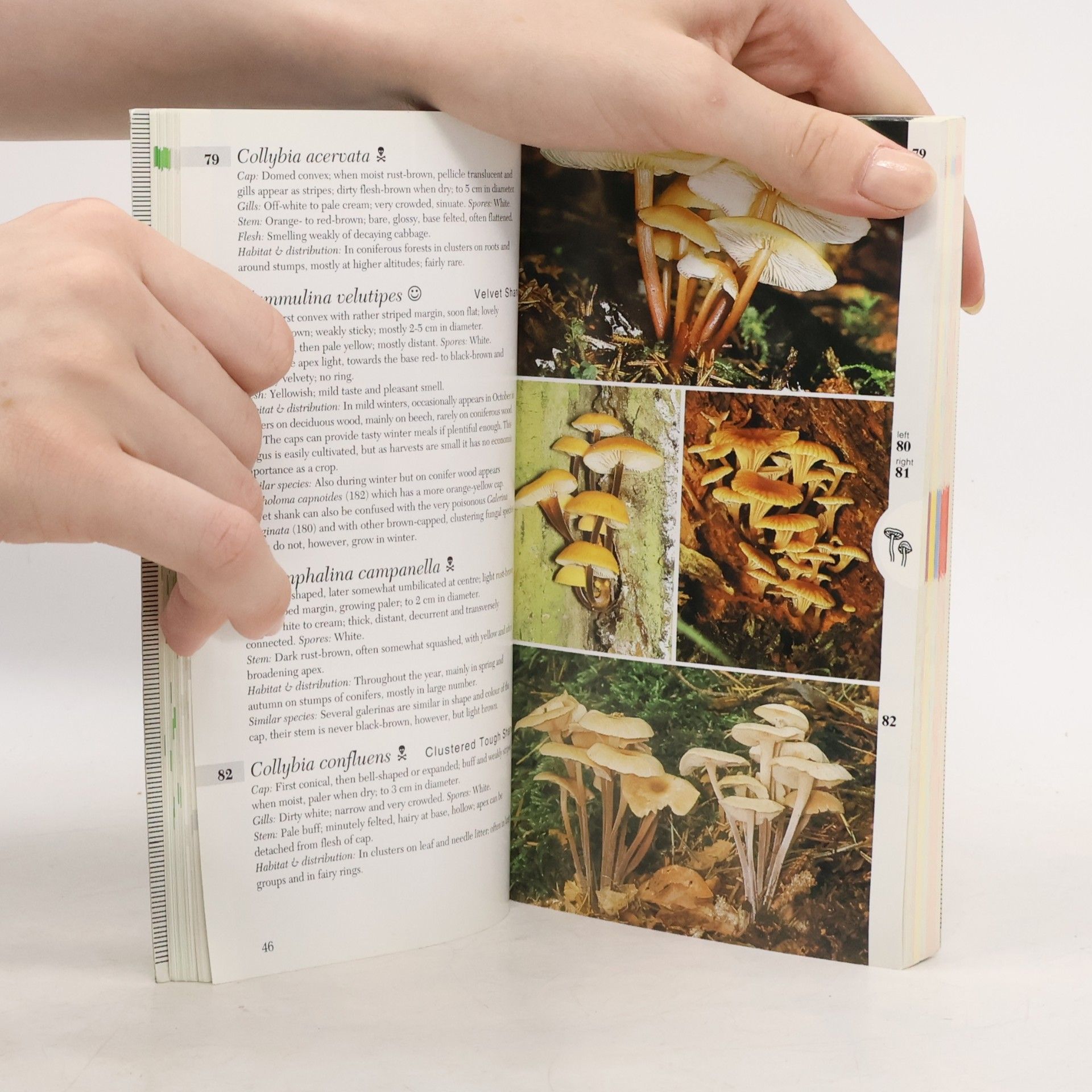 Edmund Garnweidner Collins Mushroom & Toadstools Book Edmund Garnweidner