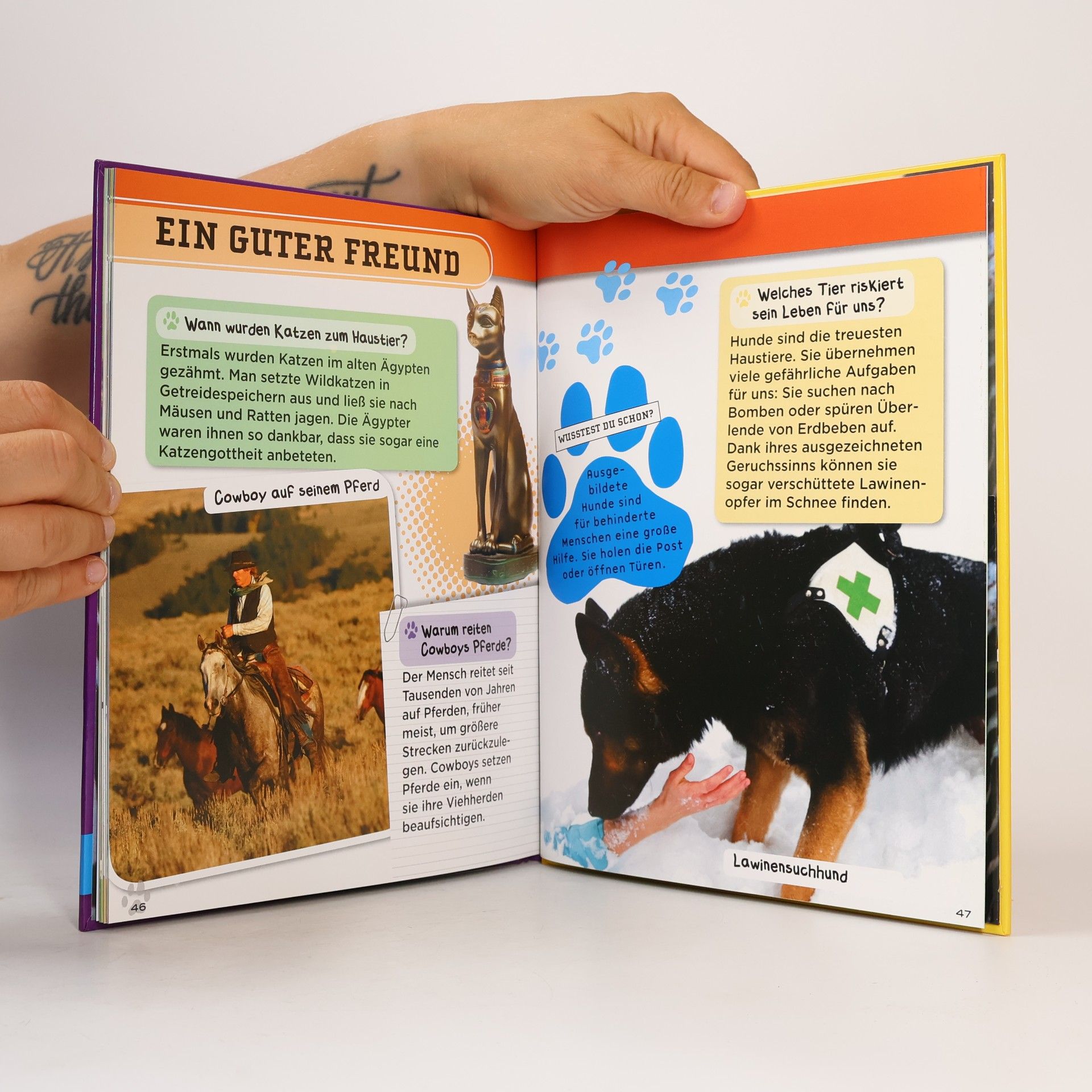 Autorenkollektiv Warum haben Tiere einen Schwanz?