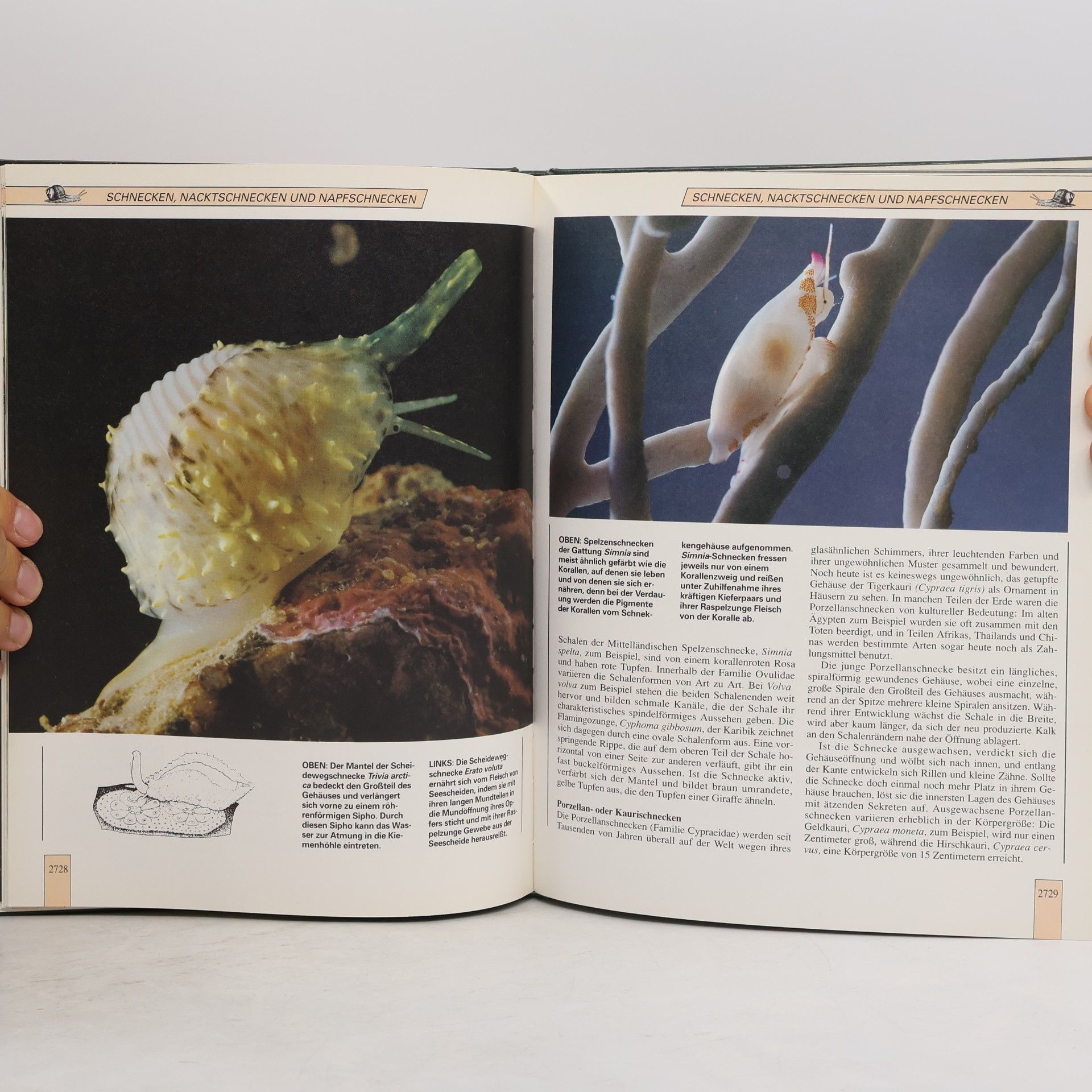 Autorenkollektiv Lebendiges Tierreich. Die Neue Enzyklopadie in Farbe 46