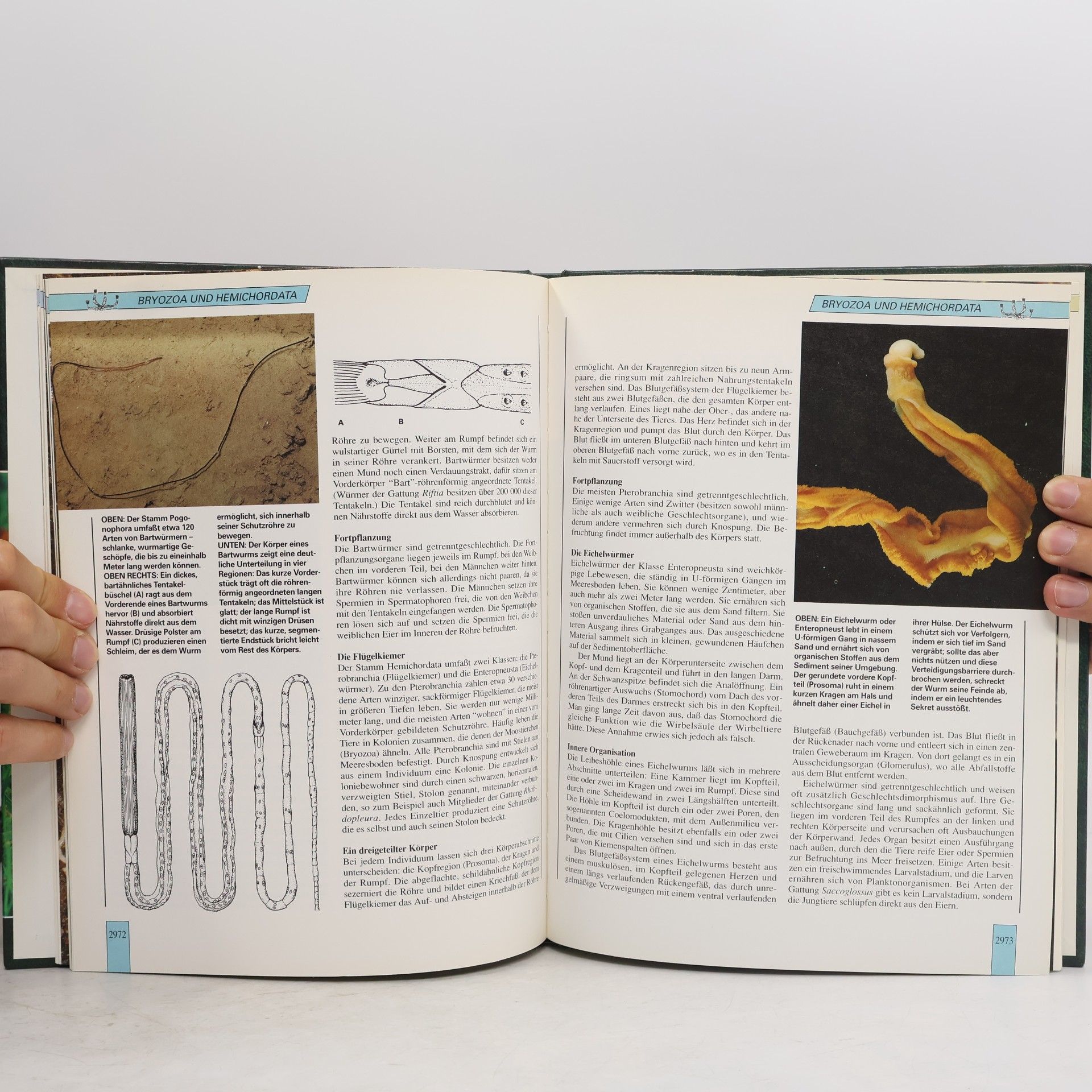 Autores varios Lebendiges Tierreich Die neue Enzyklopädie in Farbe 50