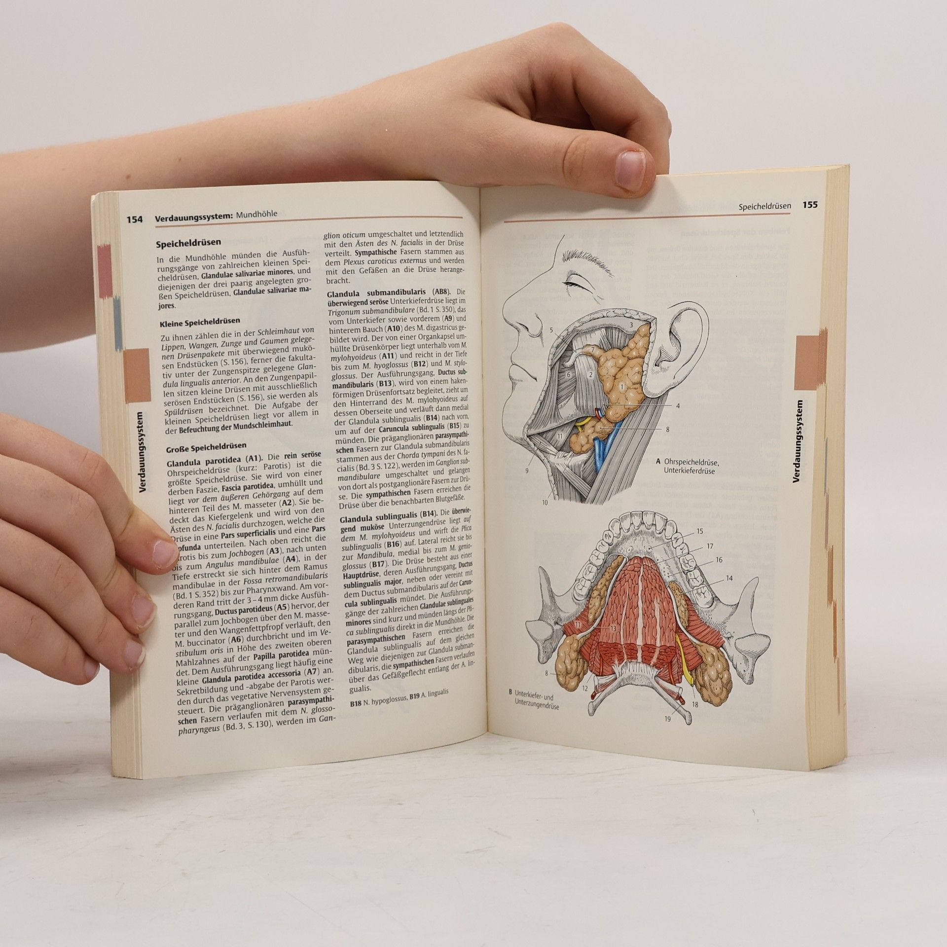 Autorenkollektiv dtv-Atlas Anatomie Band 2