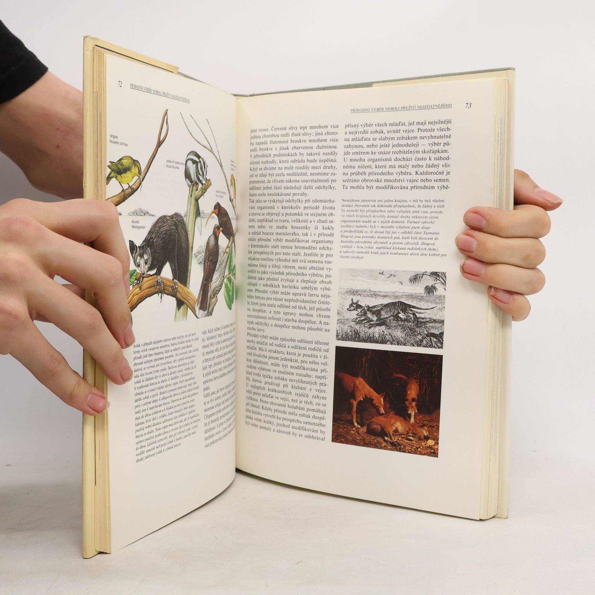 Charles Darwin Darwinův původ druhů v ilustracích