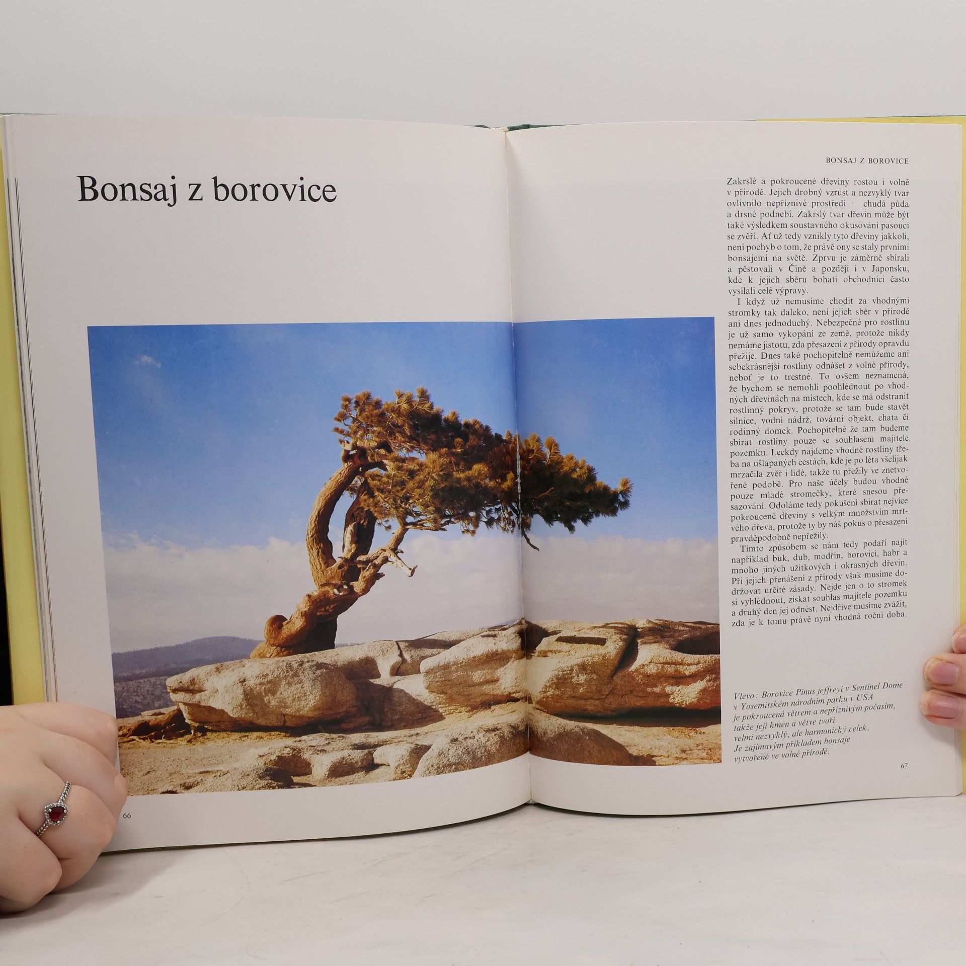 Jan Tykač Bonsai