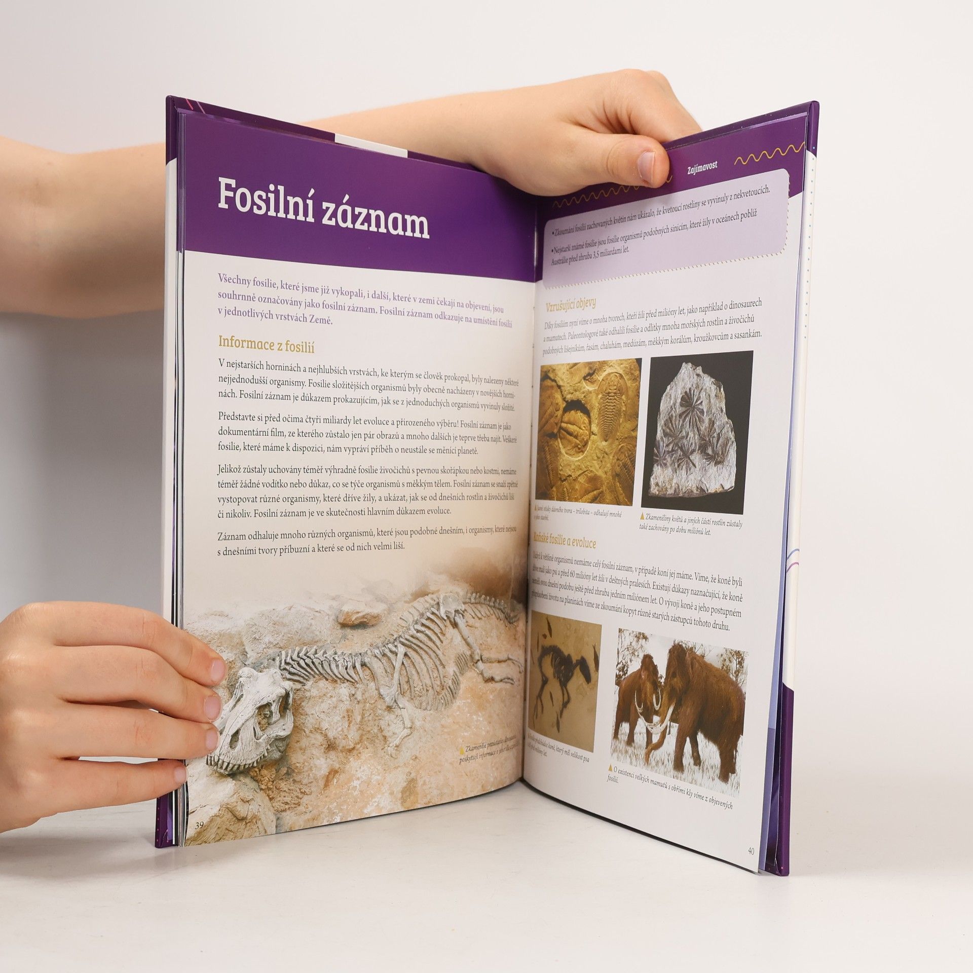 Autorenkollektiv Horniny a minerály