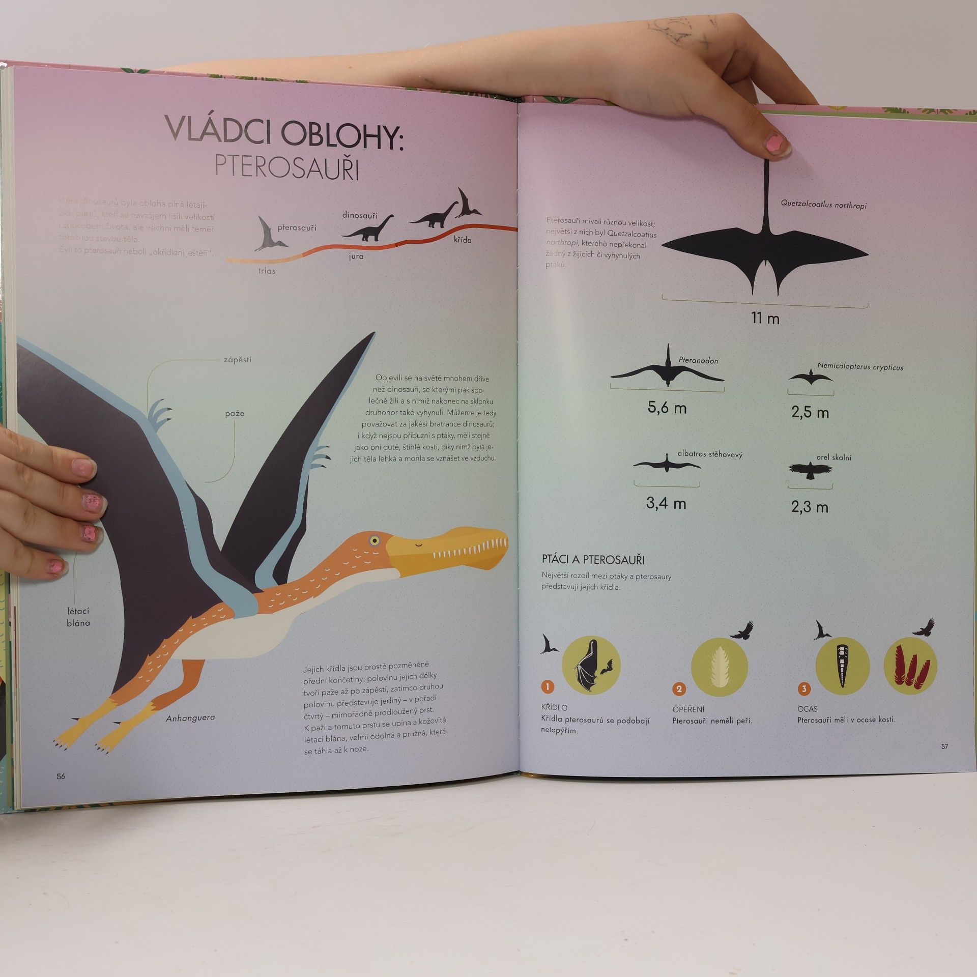 Cristina M. Banfi Objevujeme dinosaury