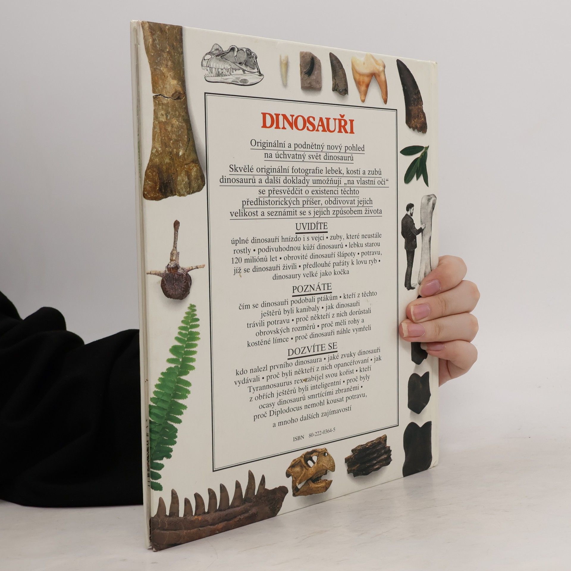 Autorenkollektiv Dinosauři