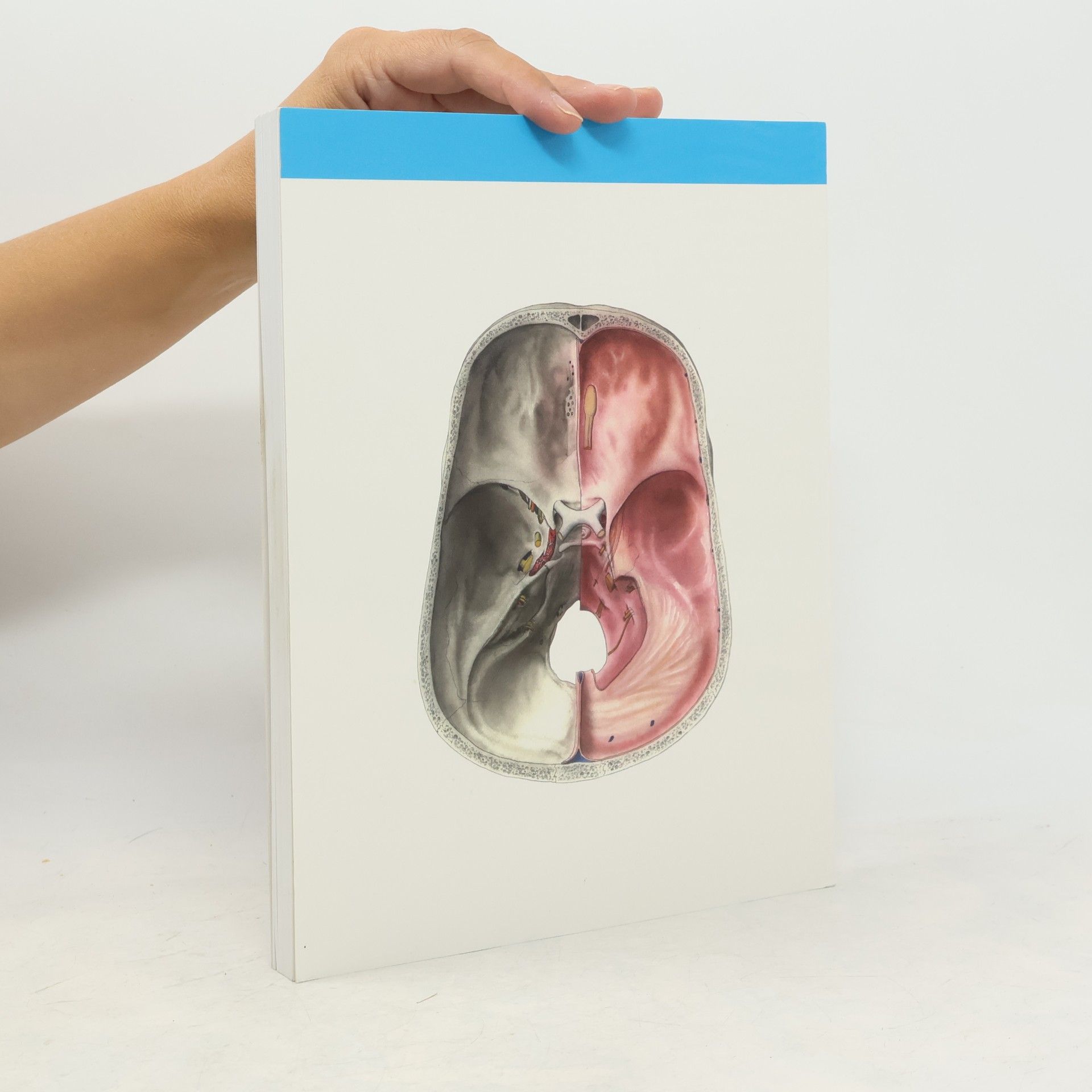 Radomír Čihák Anatomie 3. Svazek I