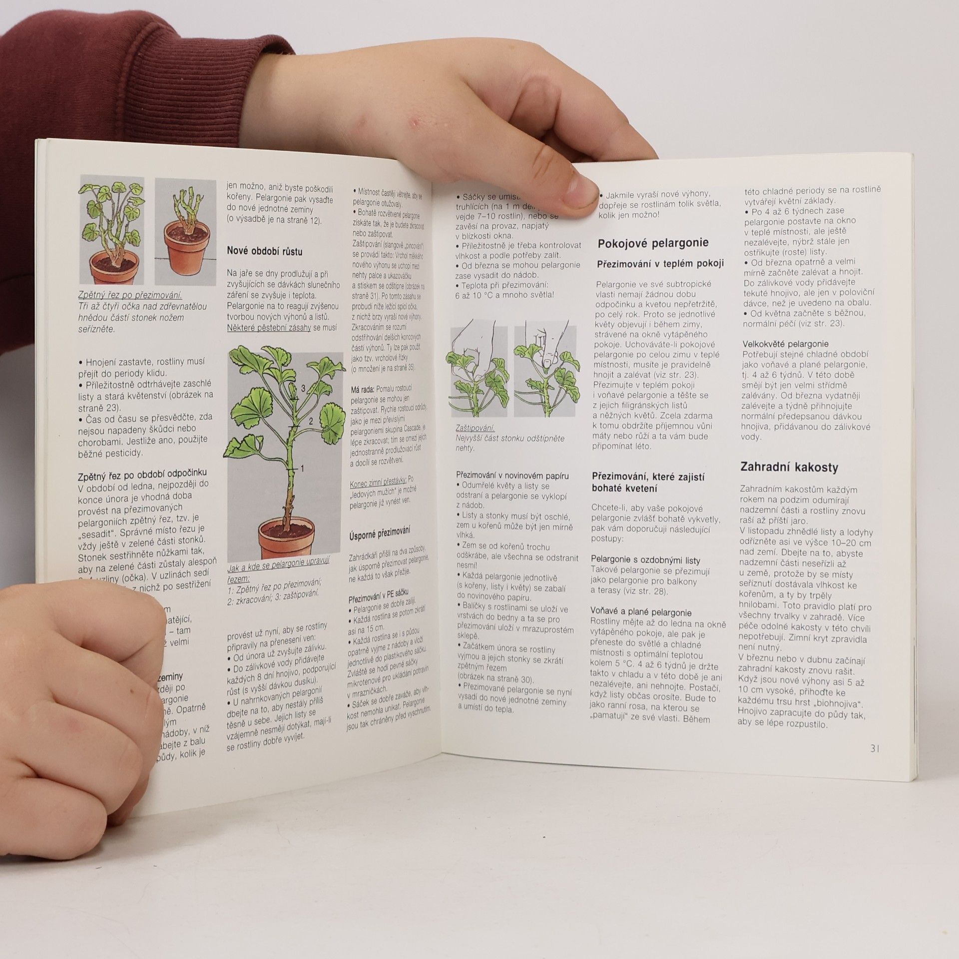 Andreas Riedmiller Pelargonie a kakosty: Aby vám bohatě kvetly: Rady odborníků pro nákup, pěstování a množení pelargonií