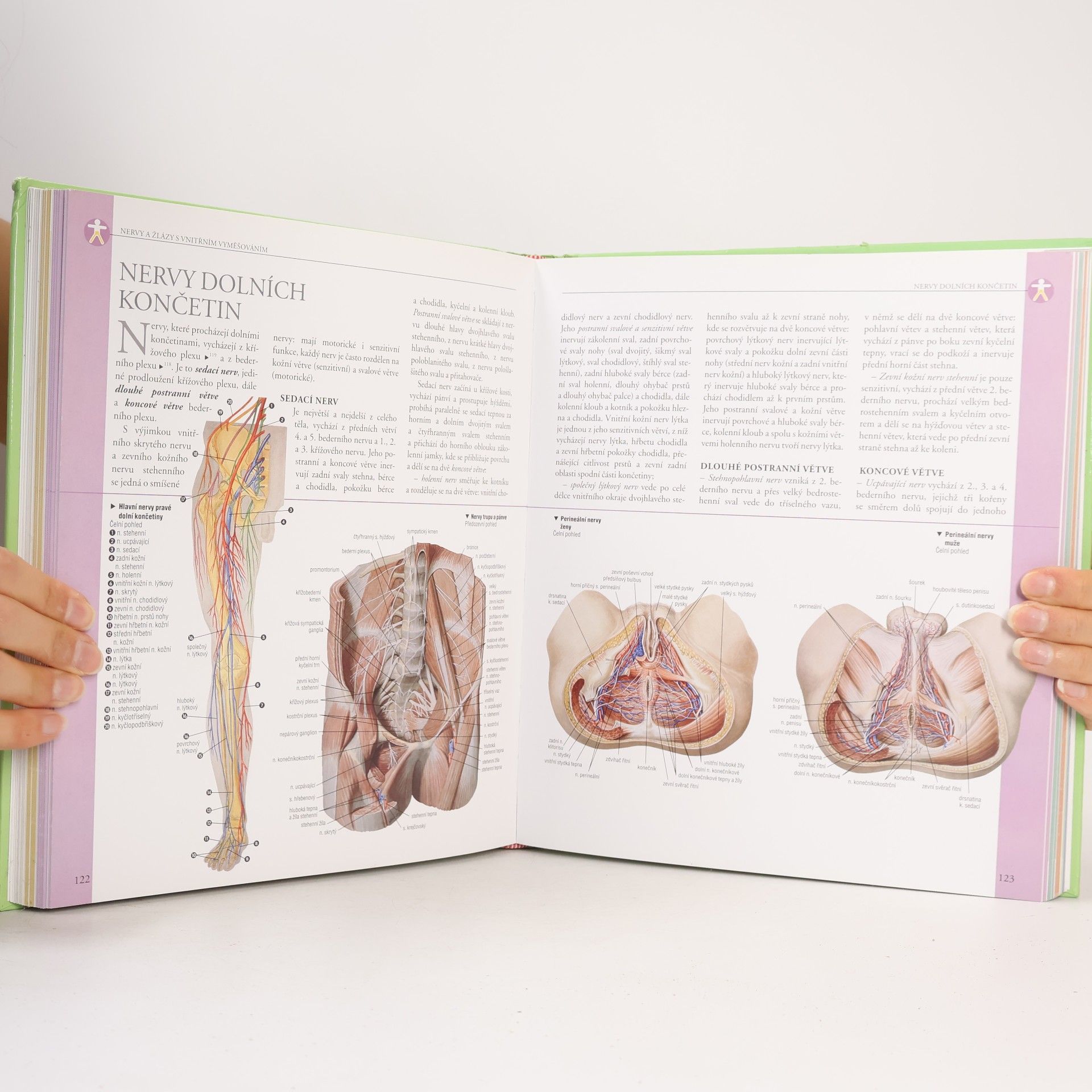 Adriana Rigutti Ilustrovaný atlas anatomie