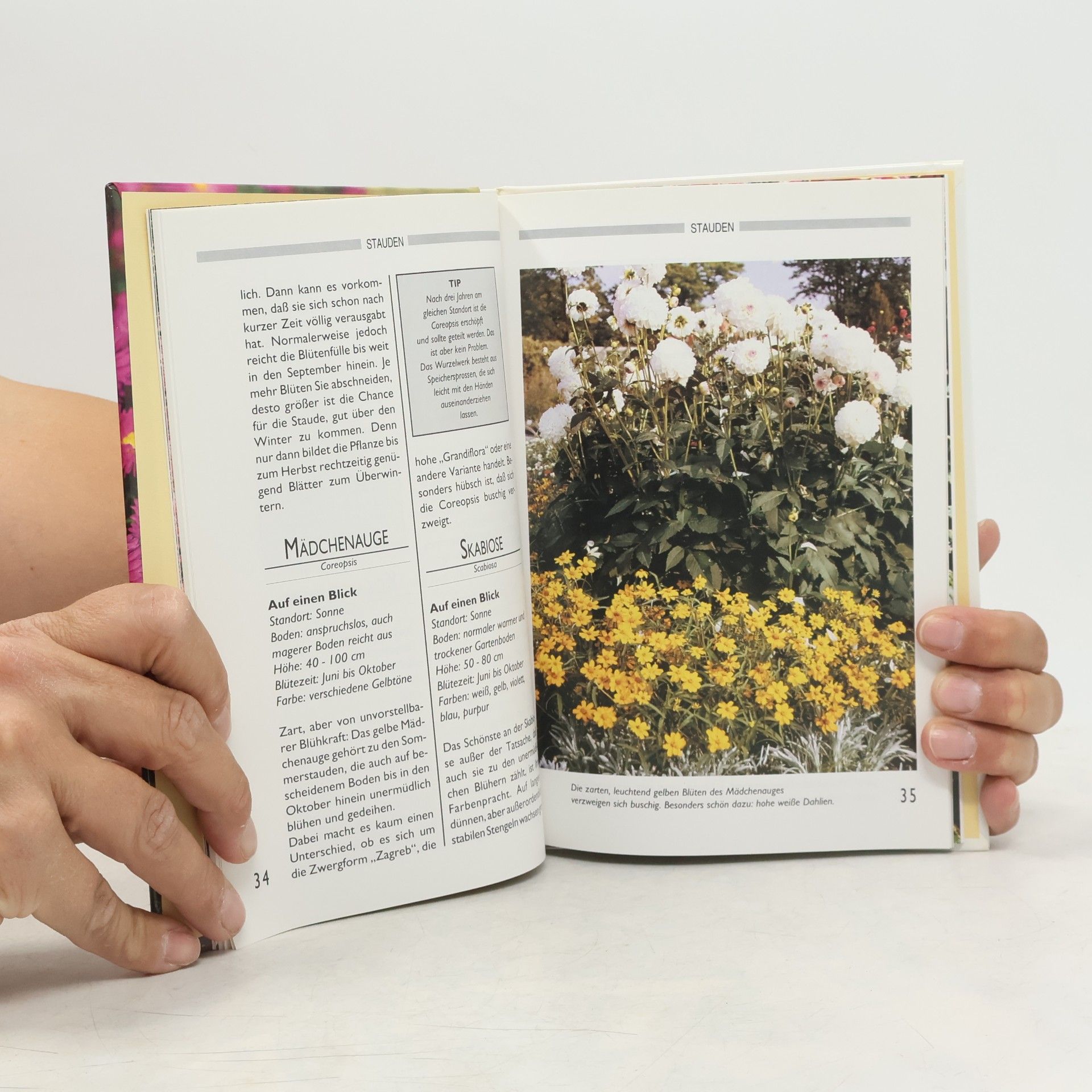 Ute York Blumen im Herbst