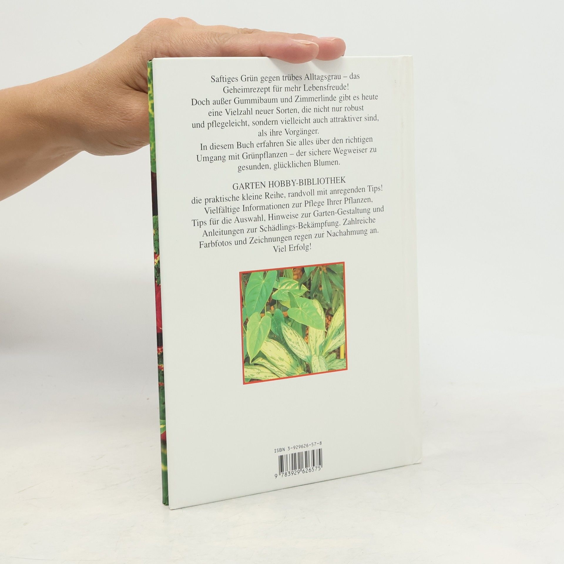 Ute York Grüne Zimmerpflanzen