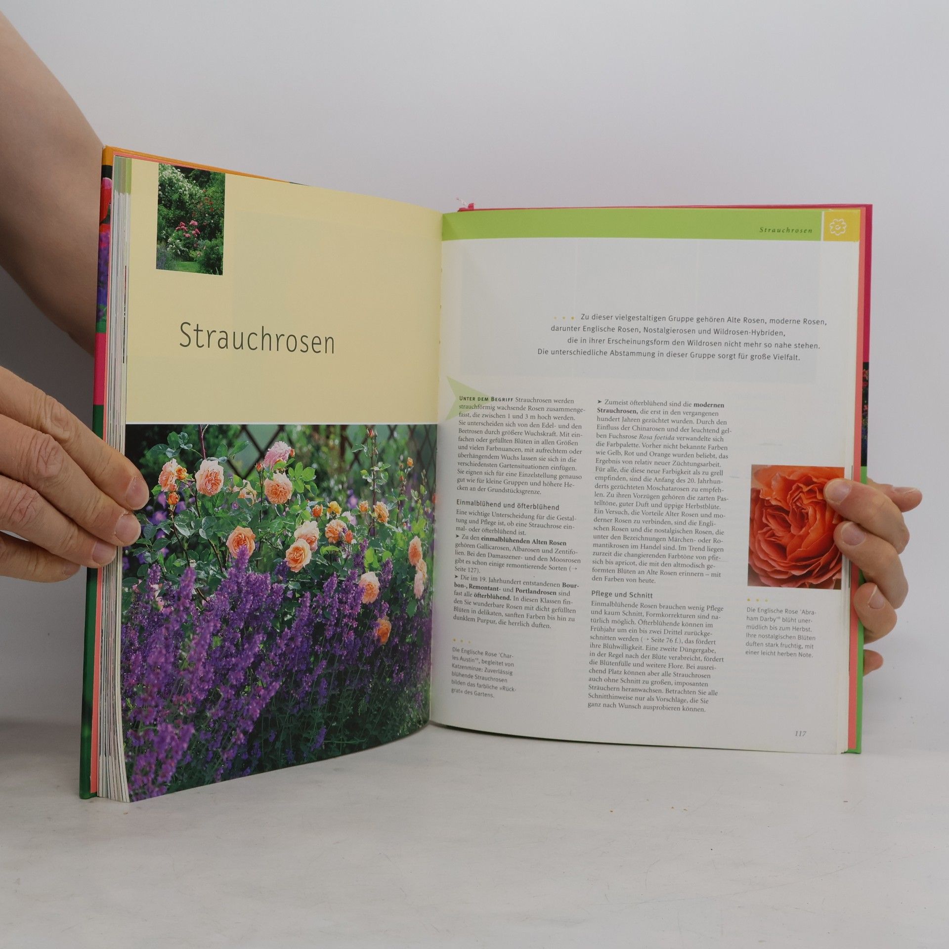 Heide Rau Rosen