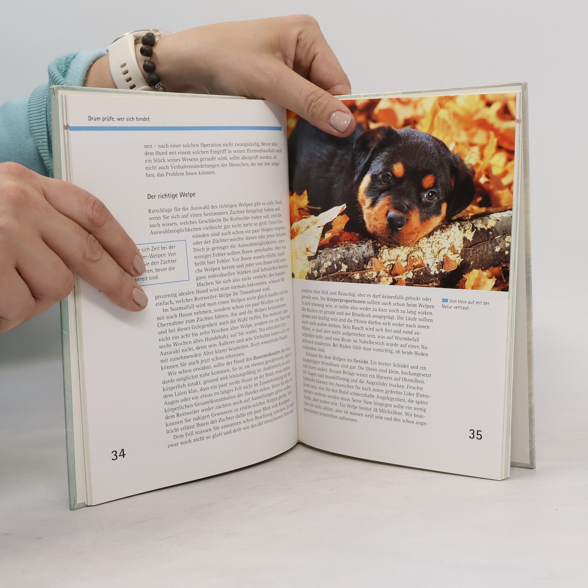 Torsten Winter Rottweiler