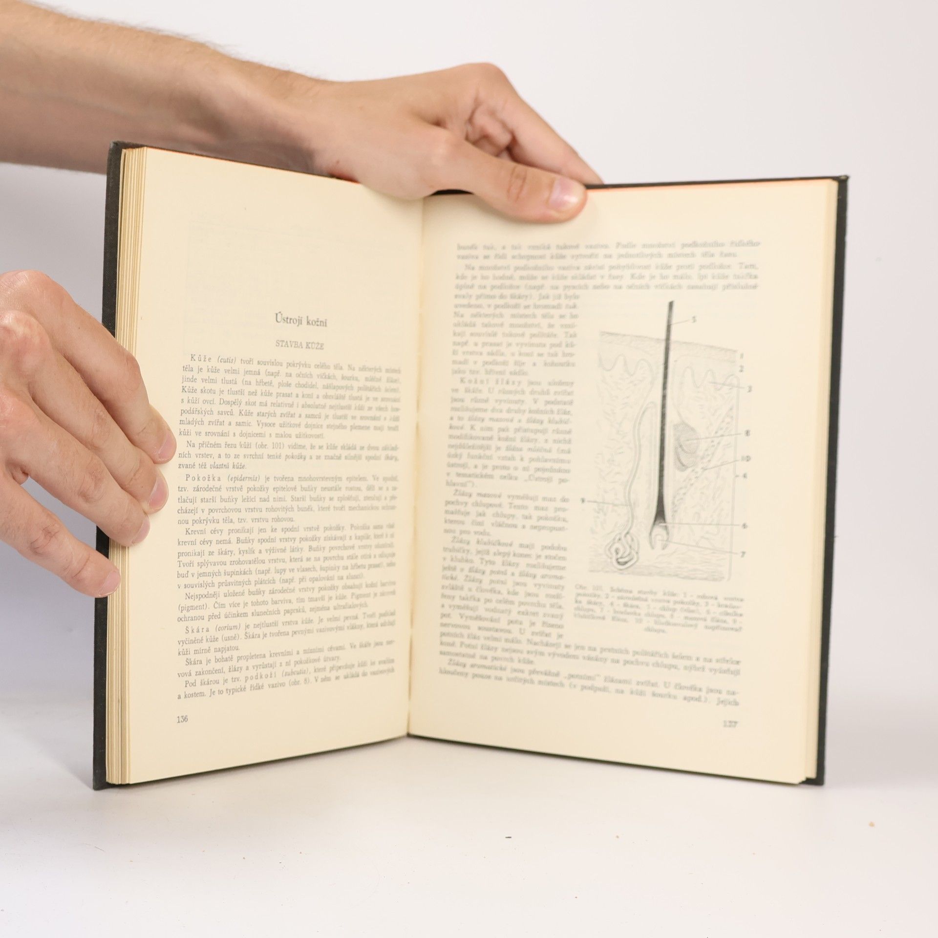 Josef Nejedlý Anatomie a fyziologie hospodářských zvířat