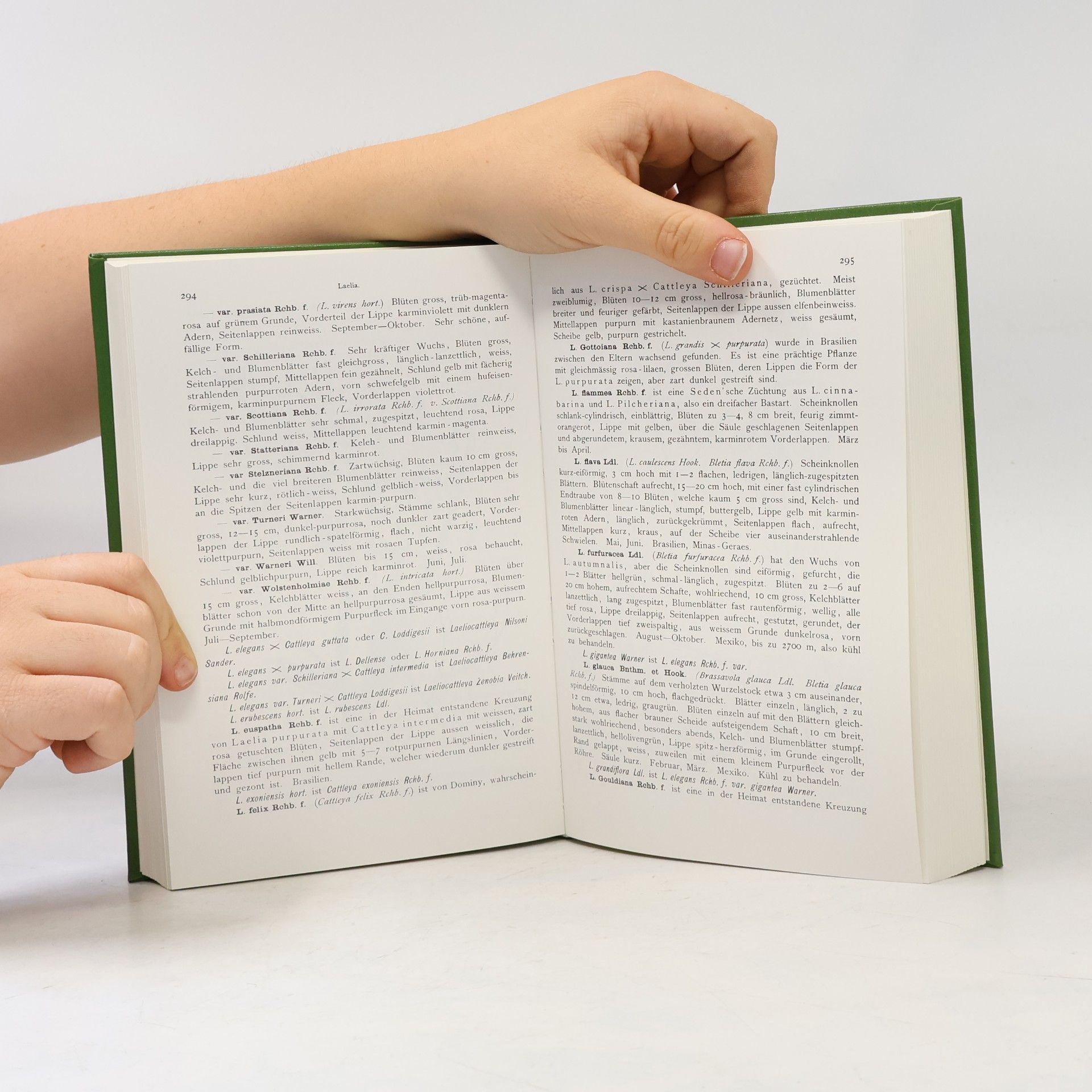 Autorenkollektiv Stein's Orchideenbuch I