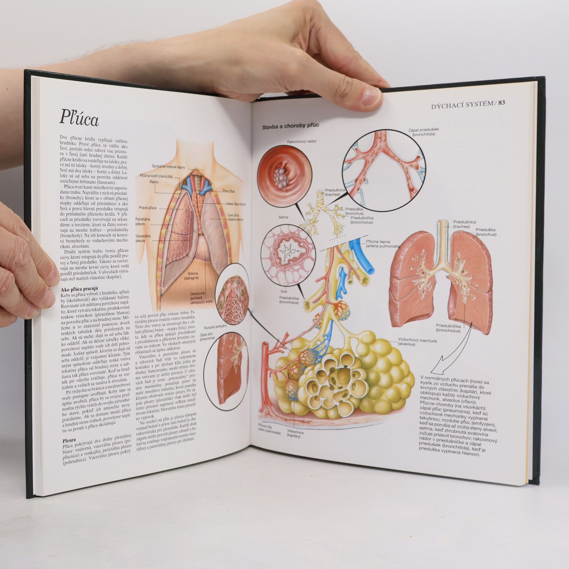 Autorenkollektiv Atlas ľudského tela