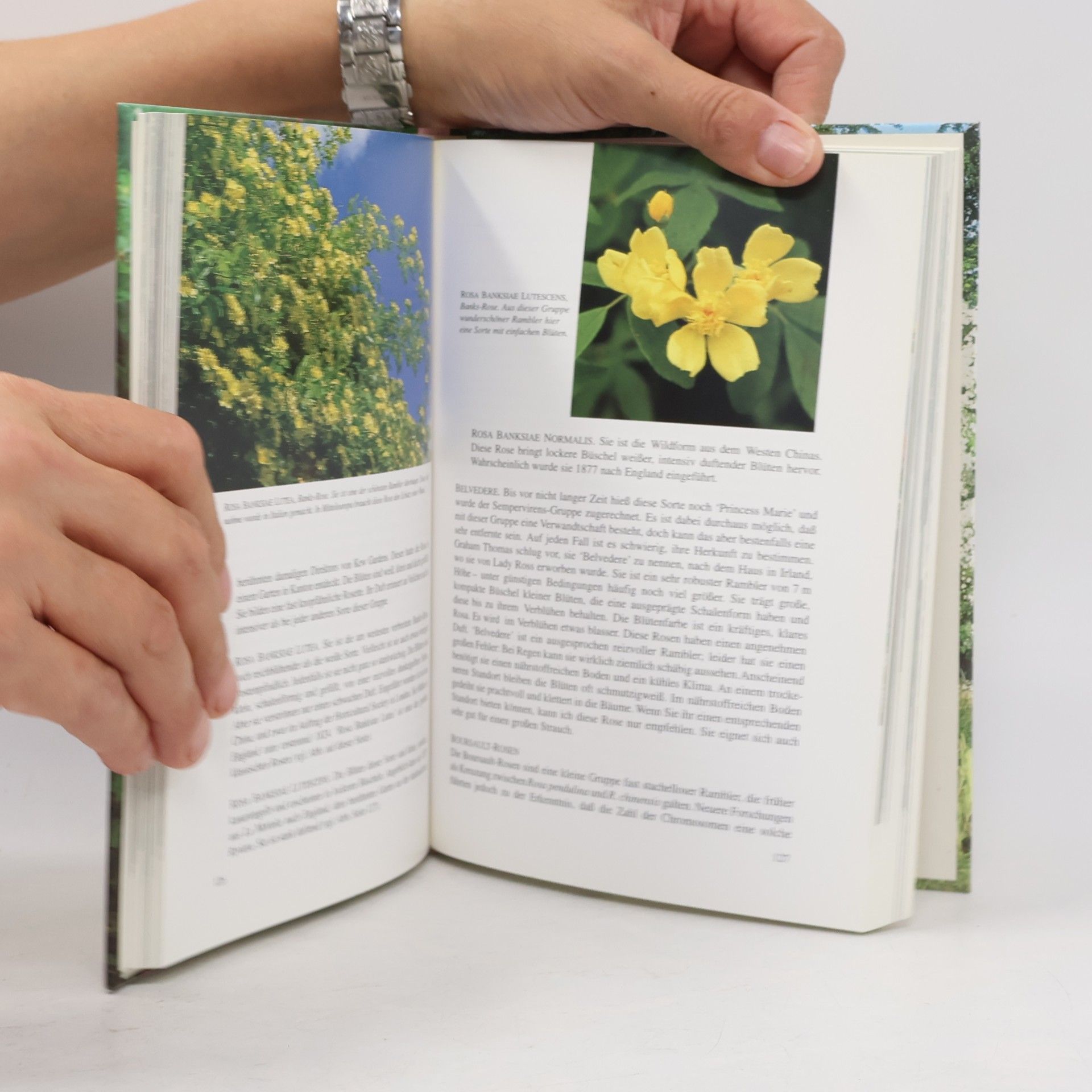 David Austin Strauchrosen und Kletterrosen. Mit Teehybriden und Floribunda- Rosen