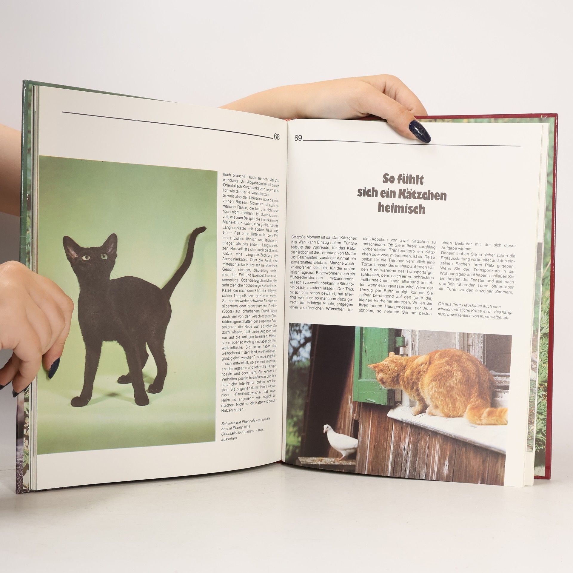 Brigitte Eilert-Overbeck Katzen