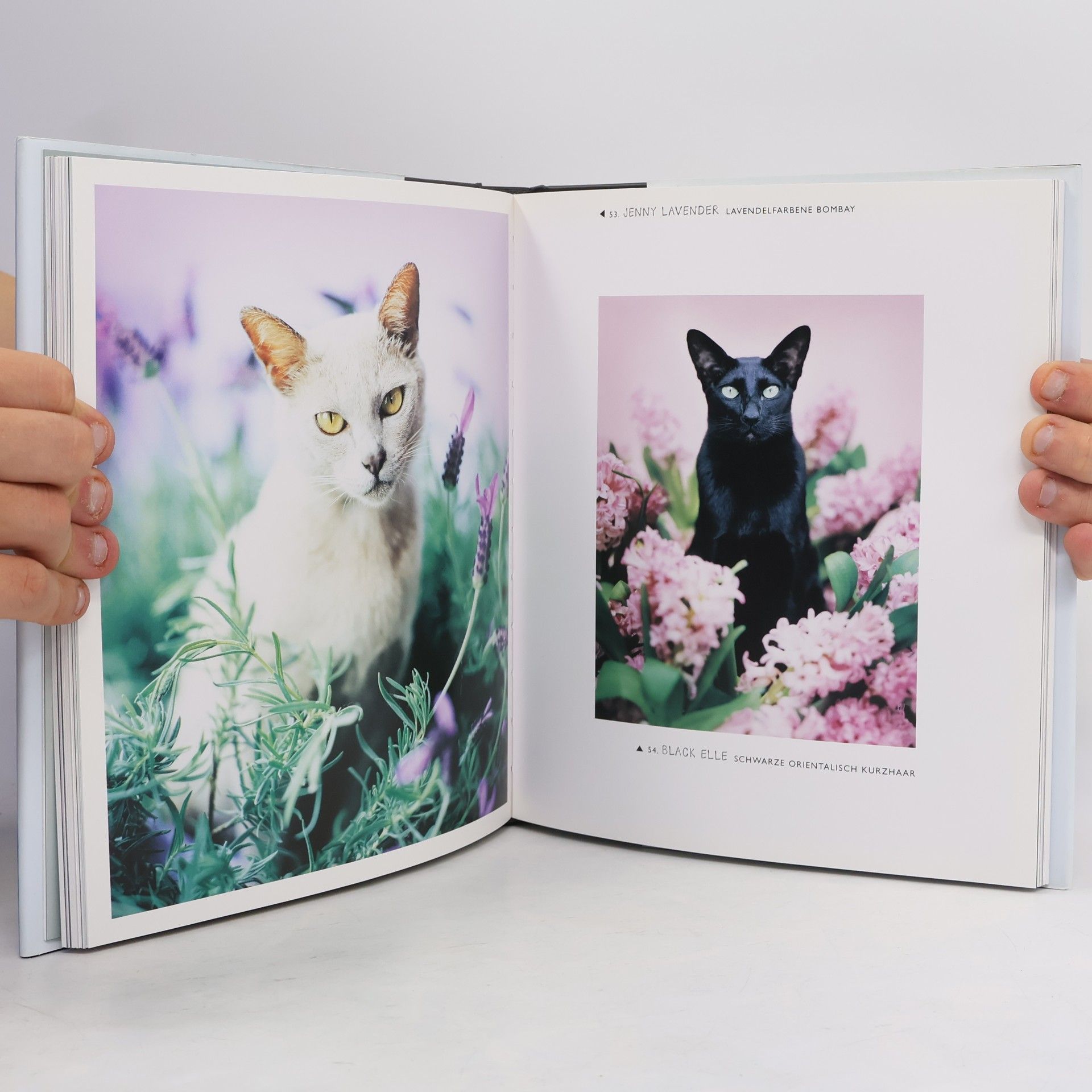 Rachael McKenna 101 Schmusekatzen