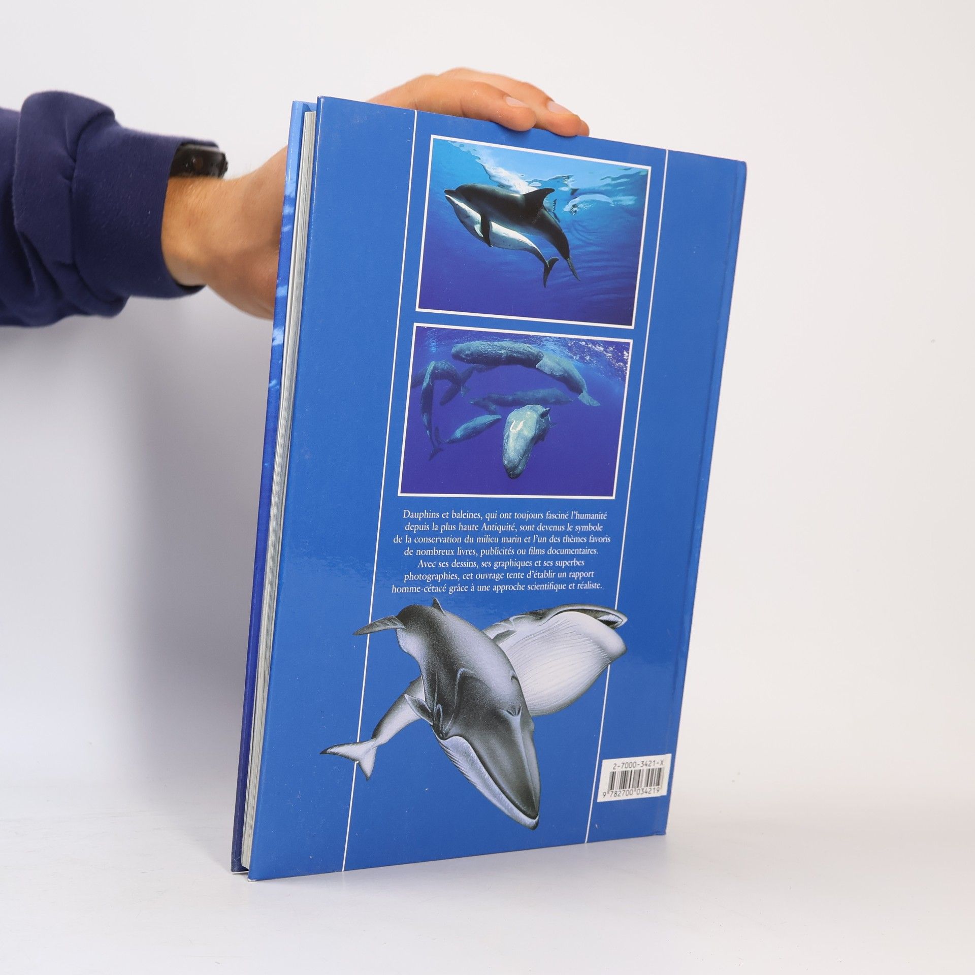 Maurizio Würtz Dauphins et baleines