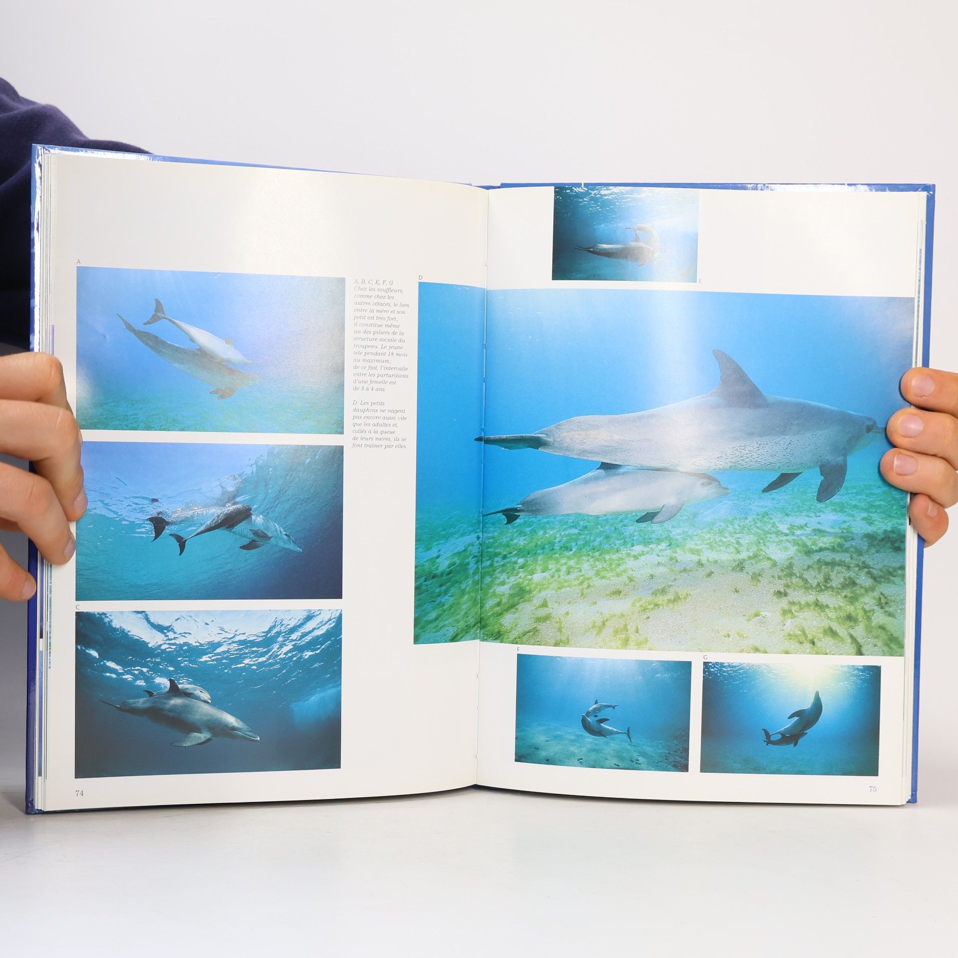 Maurizio Würtz Dauphins et baleines