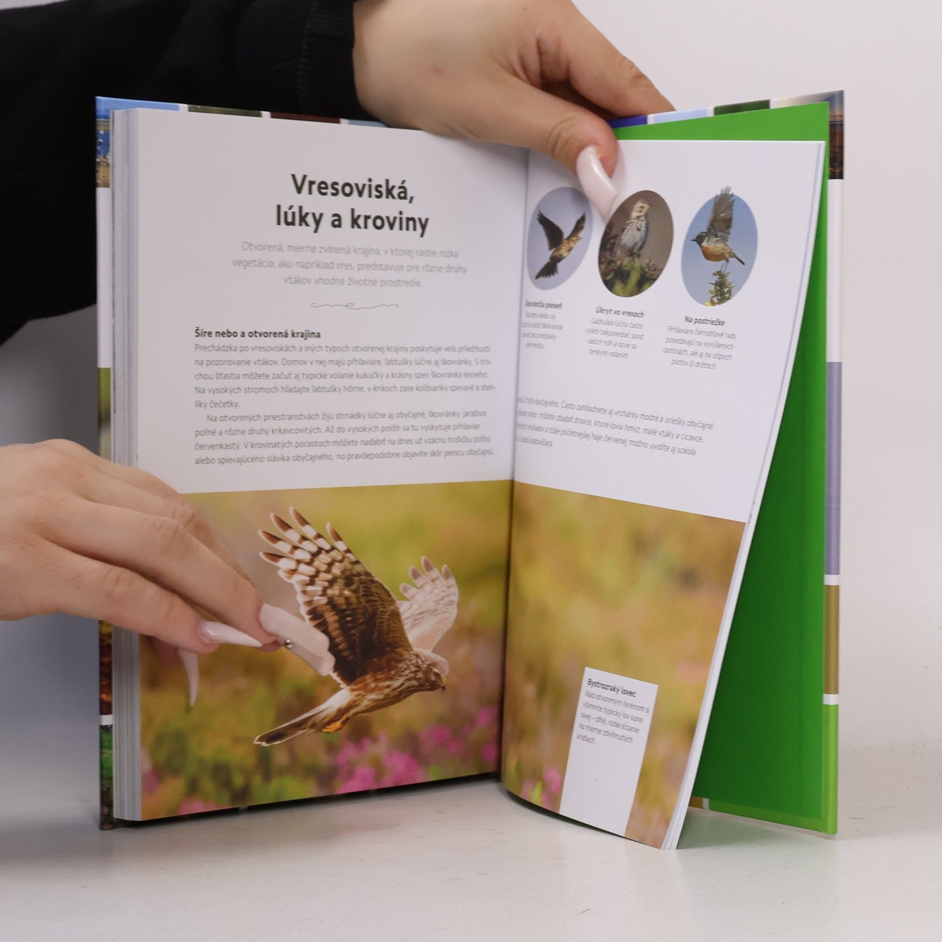 Chris Packham Pozorovanie vtákov