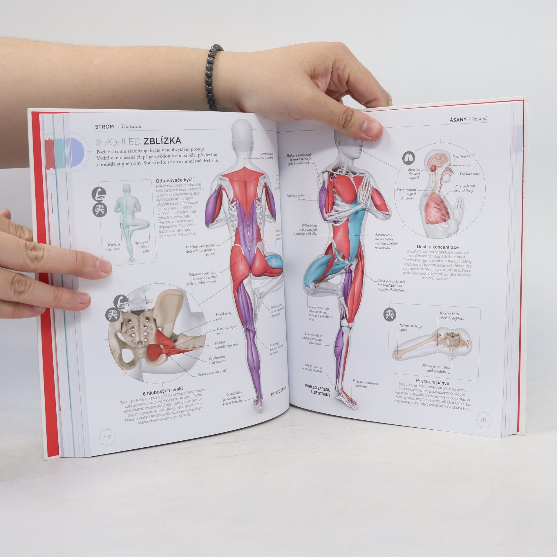 Ann Swanson Jóga z pohledu anatomie